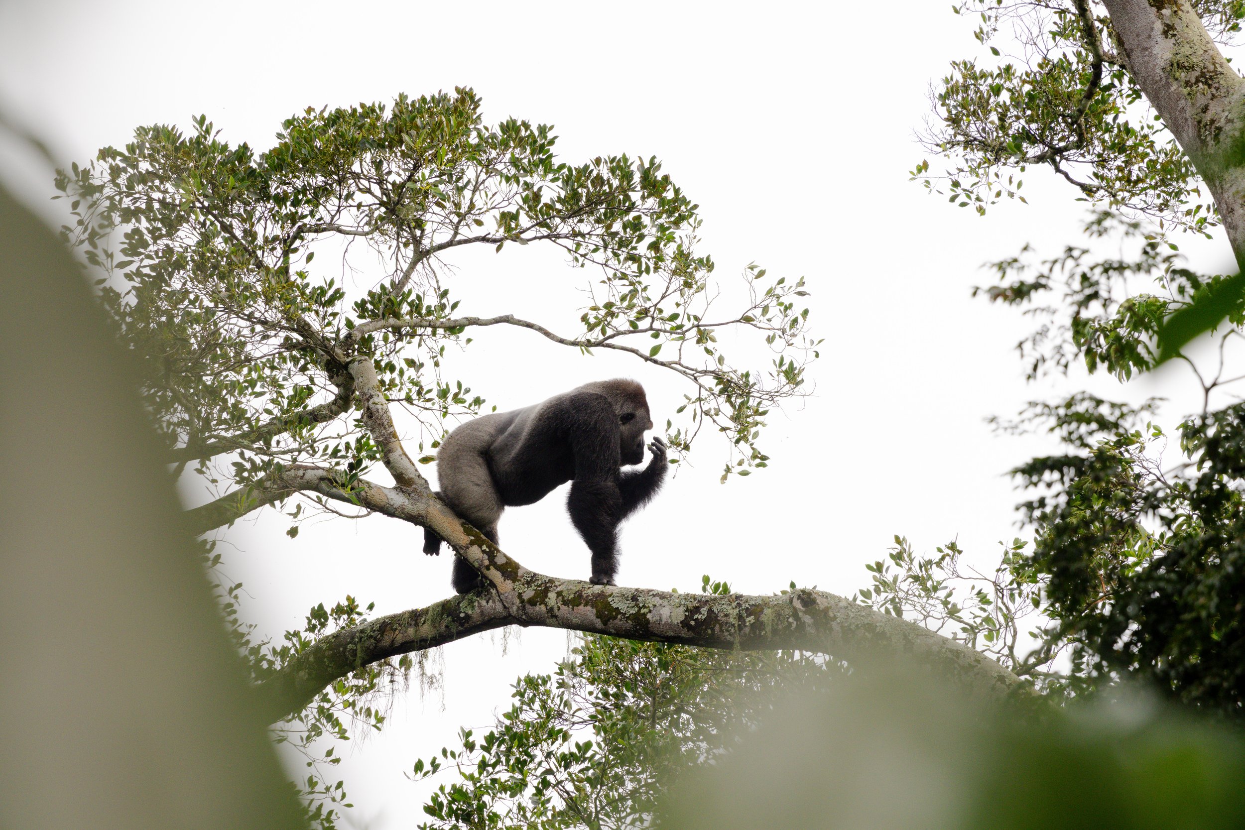 African_Parks_Republic_of_Congo_Odzala_Kokoua_National_Park_Camp_Gorilla_Habituation_December_2025_Sarah_Wang1025.jpg