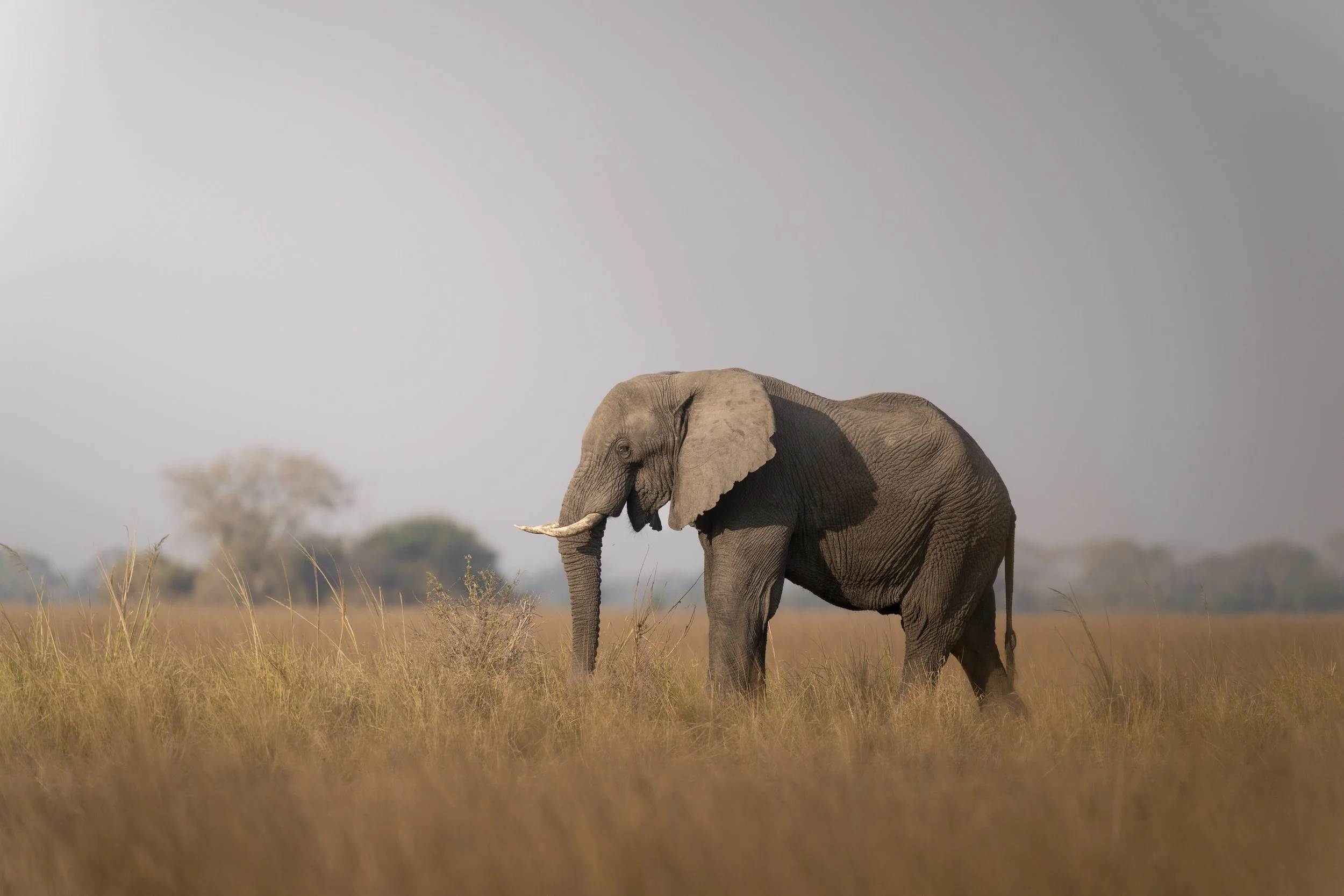 Elephants_Busanga_Shumba_Zambia_2025_AM_#1.jpg
