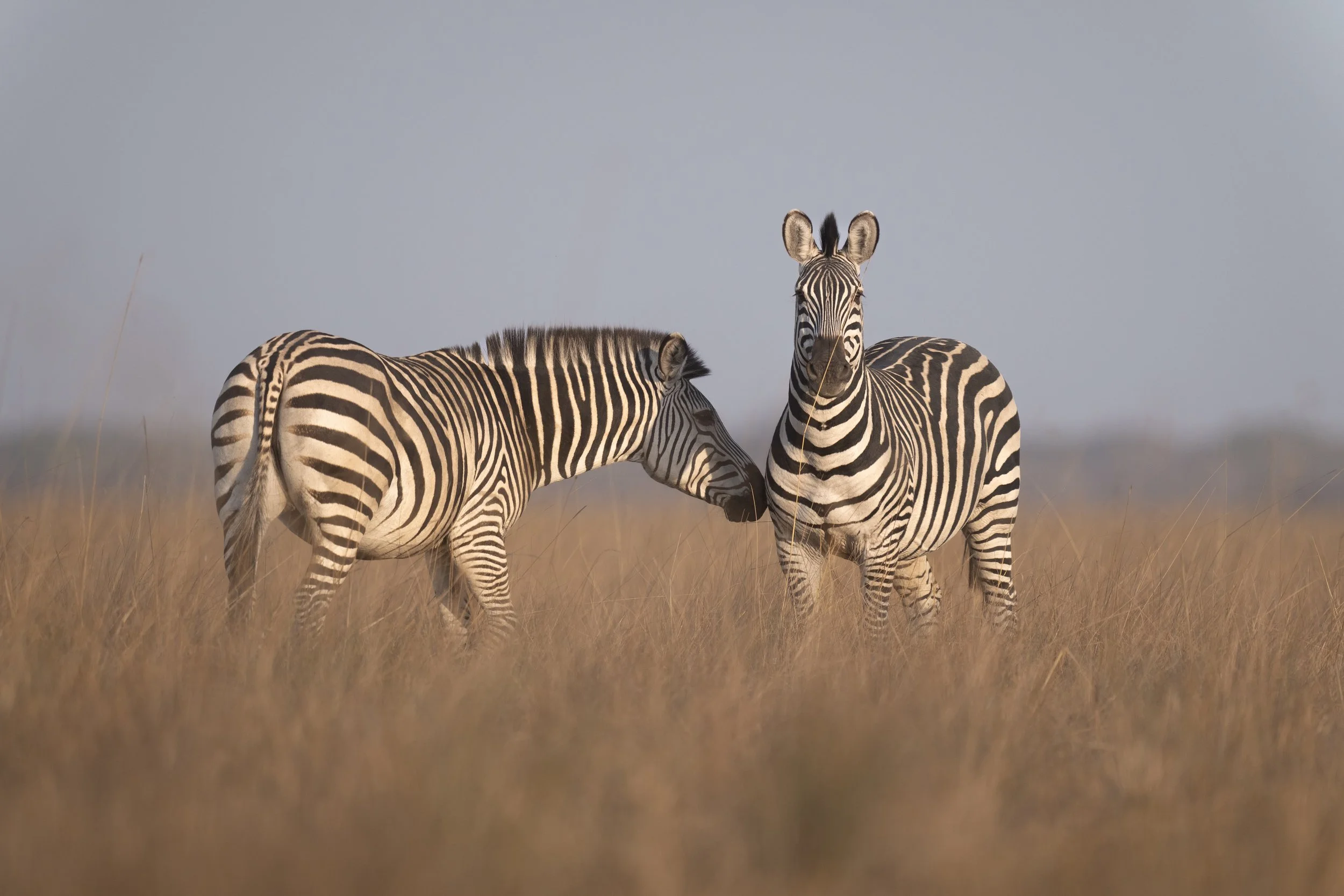 Zebras_Busanga_Shumba_Zambia_2025_AM_#7.jpg