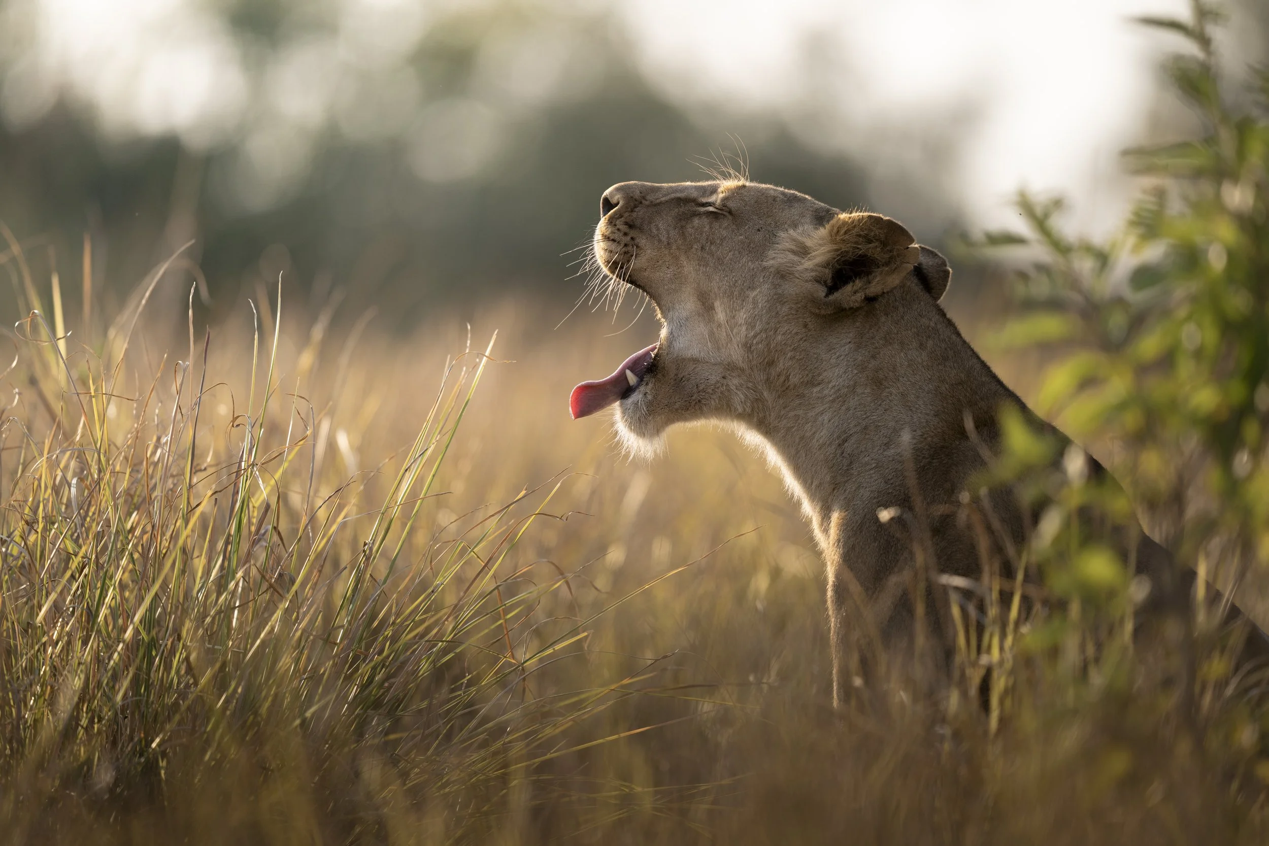 Lions_Busanga_Shumba_Zambia_2025_AM_#49.jpg