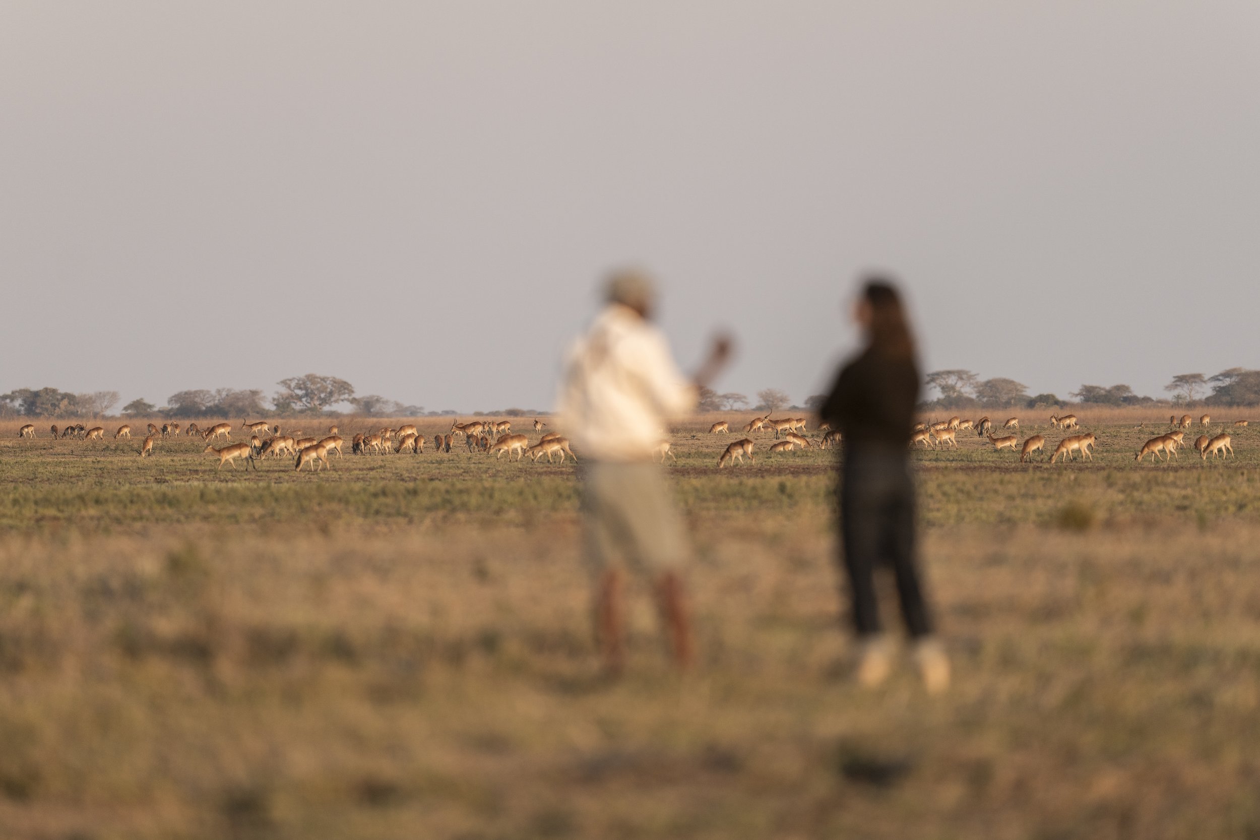 Bush_Walk_Shumba_Zambia_2025_AM_#17.jpg