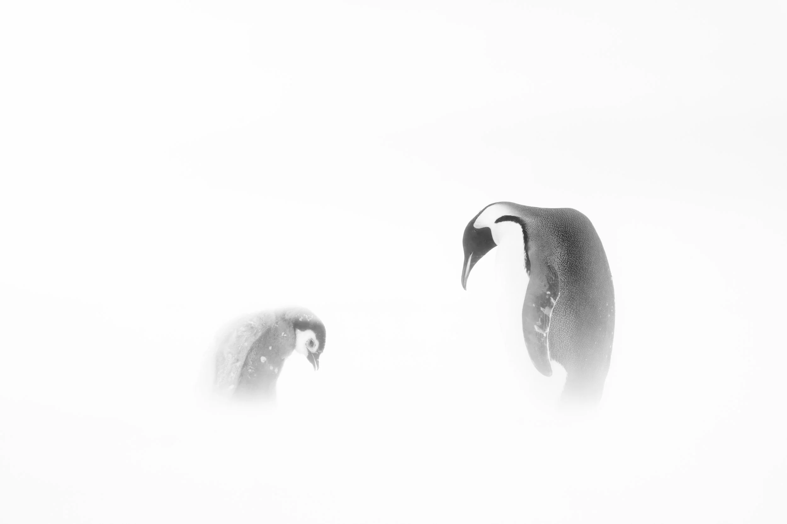 "Bow to your Emperor"