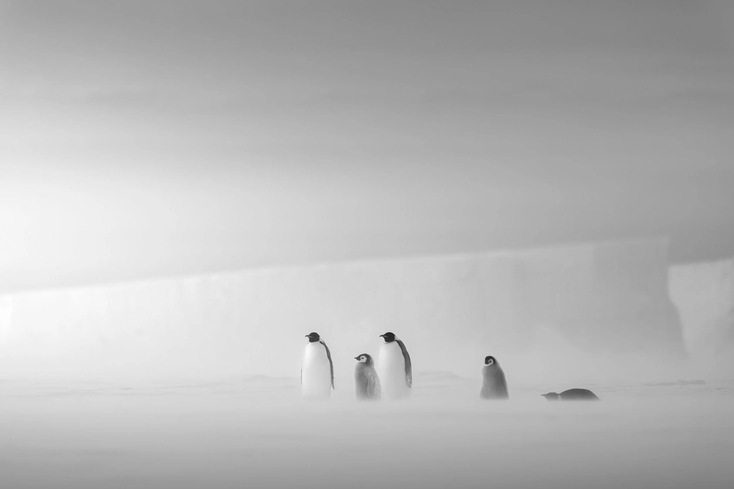 "March of the Penguins"