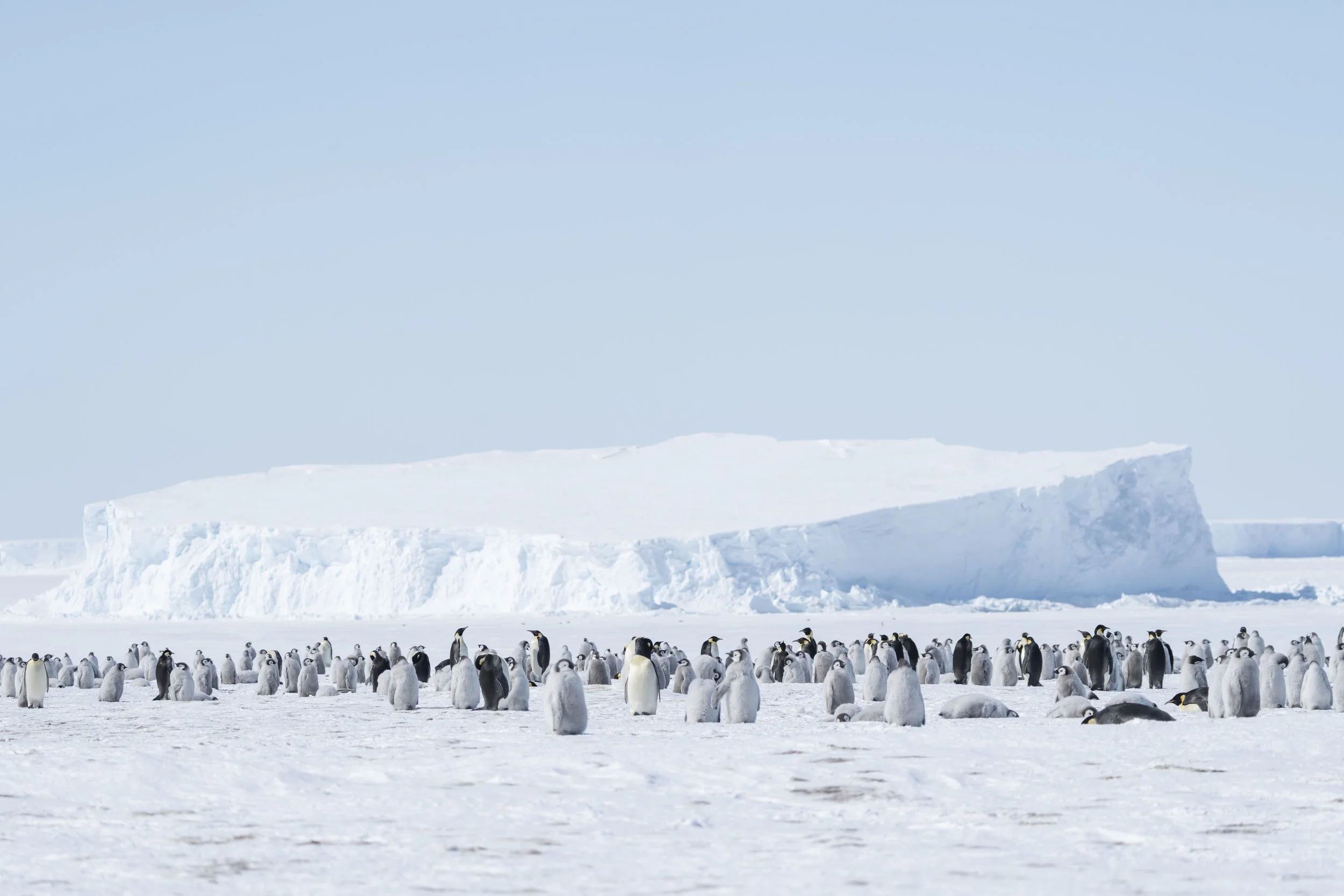 White_Desert_Penguins_2024:25_AM_6.jpg