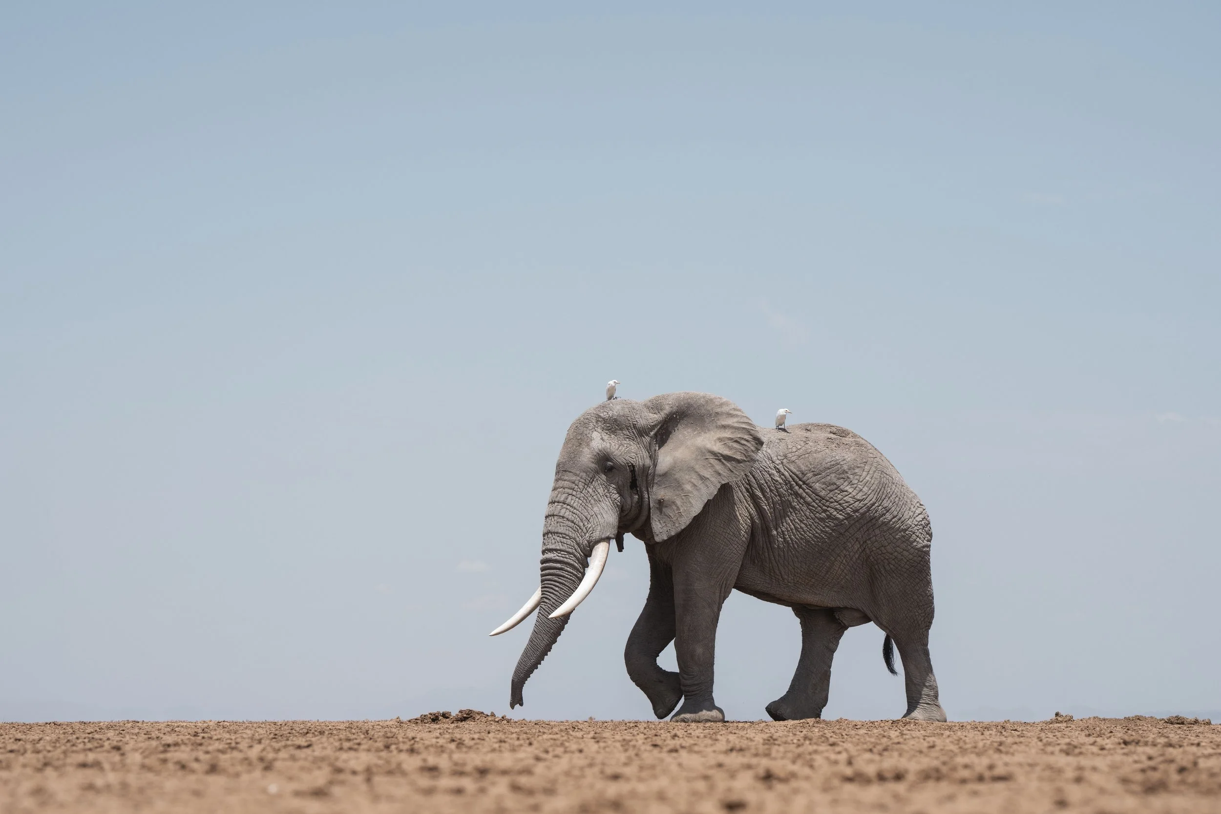 amboseli-photo-safari-elephants-craig- 54.jpg