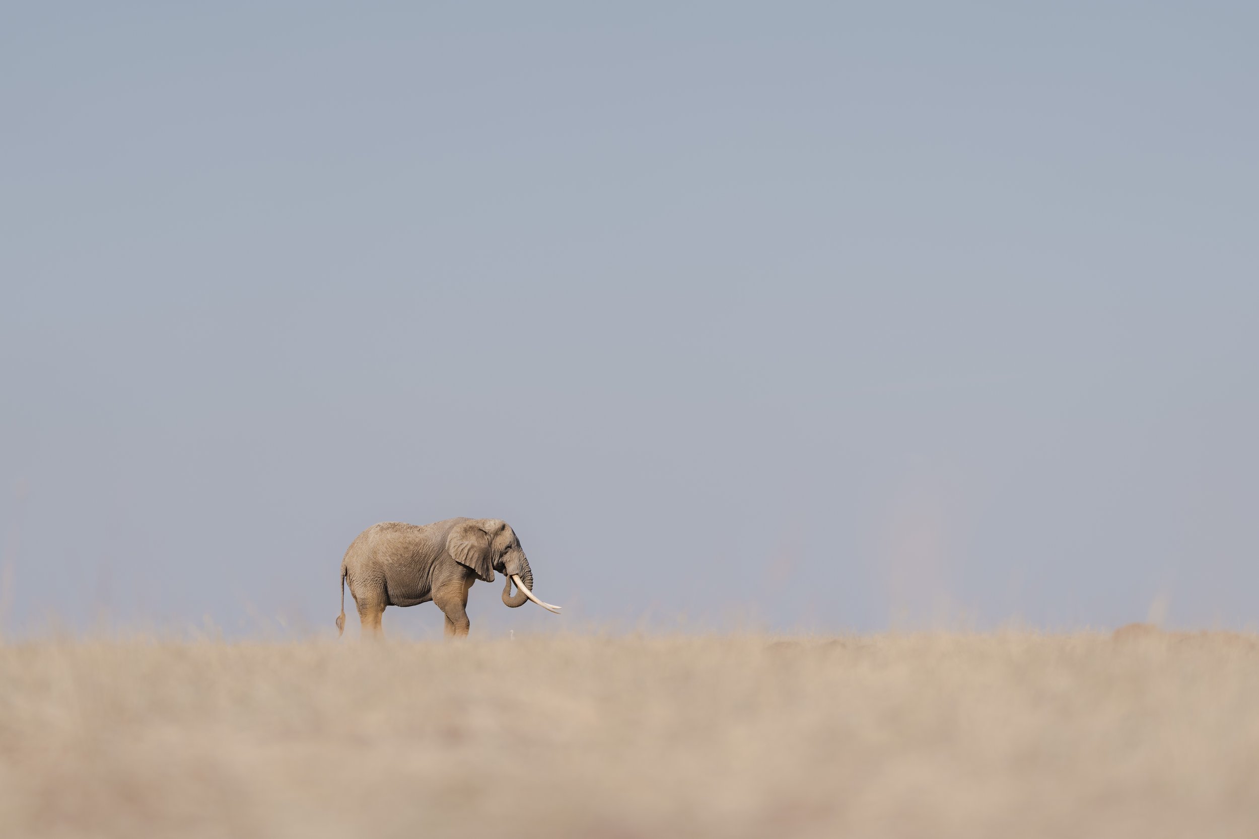 amboseli-photo-safari-elephants-craig- 12.jpg