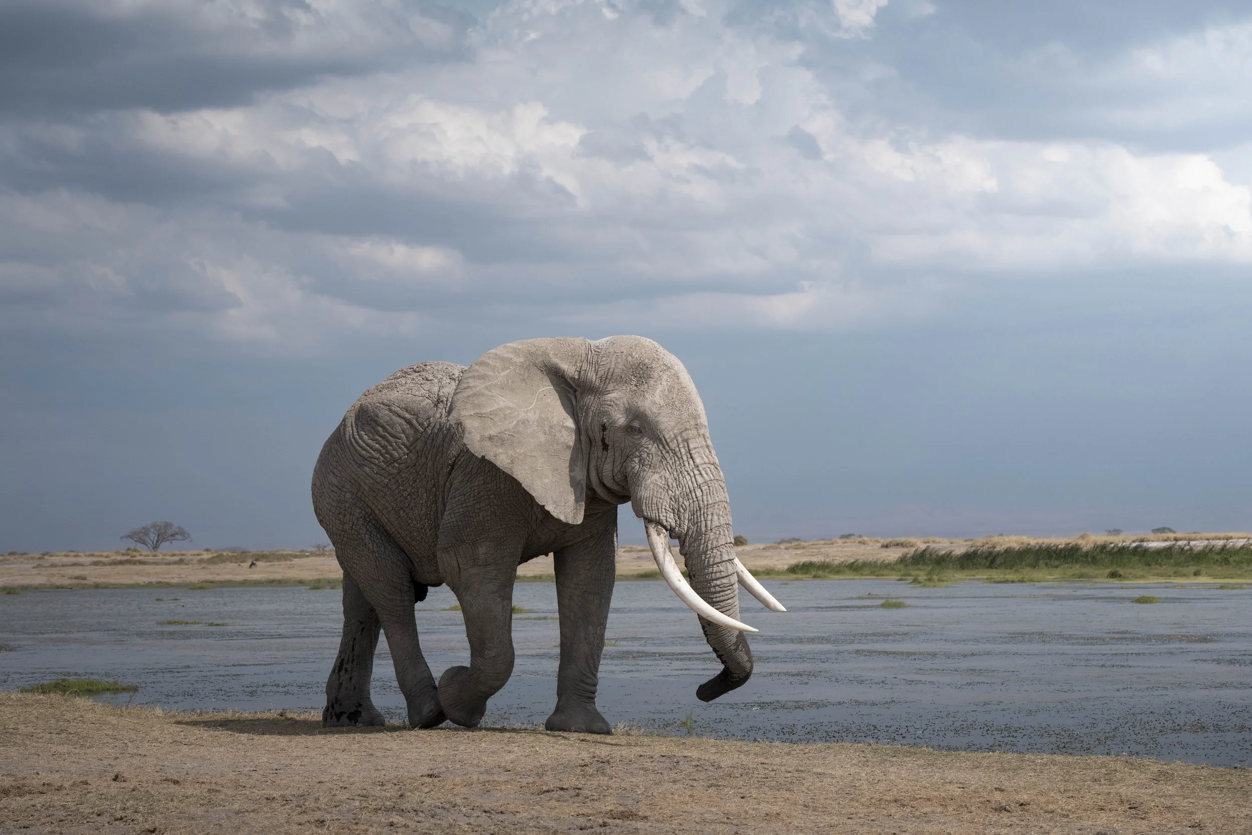 amboseli-photo-safari-elephants-craig- 55.jpg