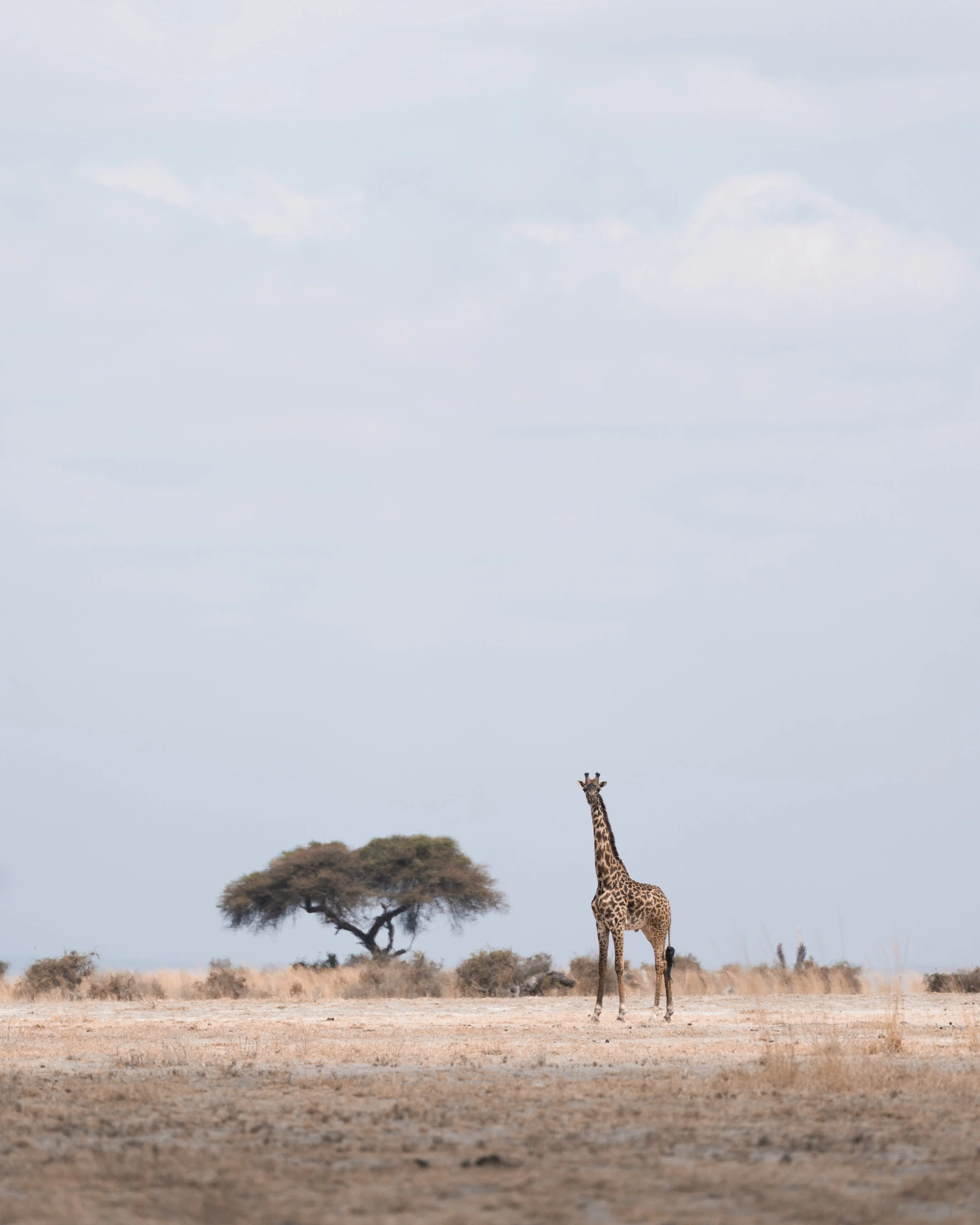 amboseli-photo-safari-elephants-craig- 20.jpg