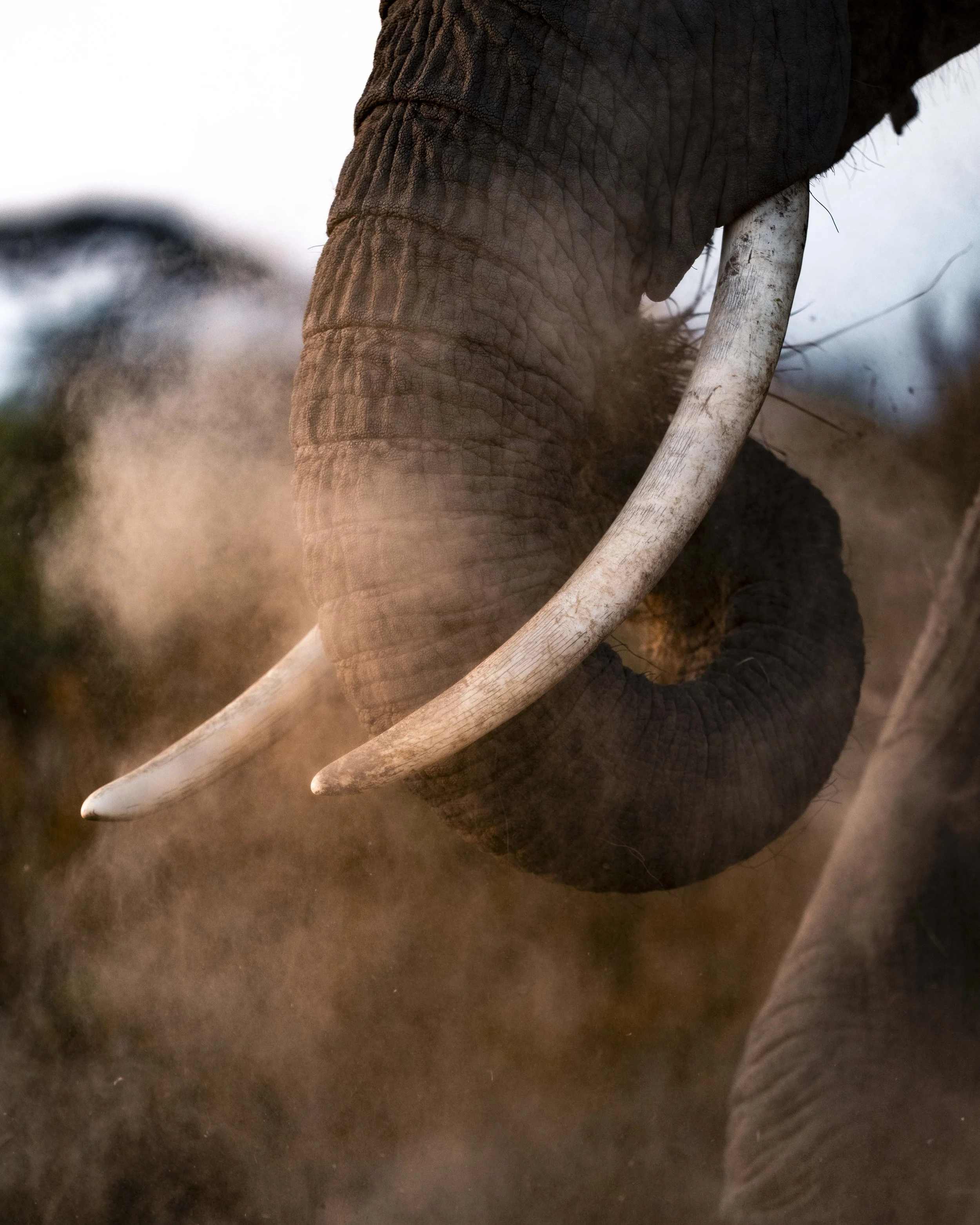 amboseli-photo-safari-elephants-craig- 50.jpg