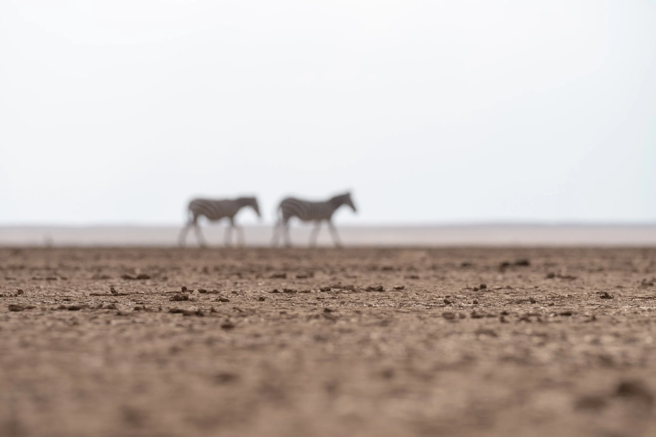 amboseli-photo-safari-elephants-craig- 58.jpg