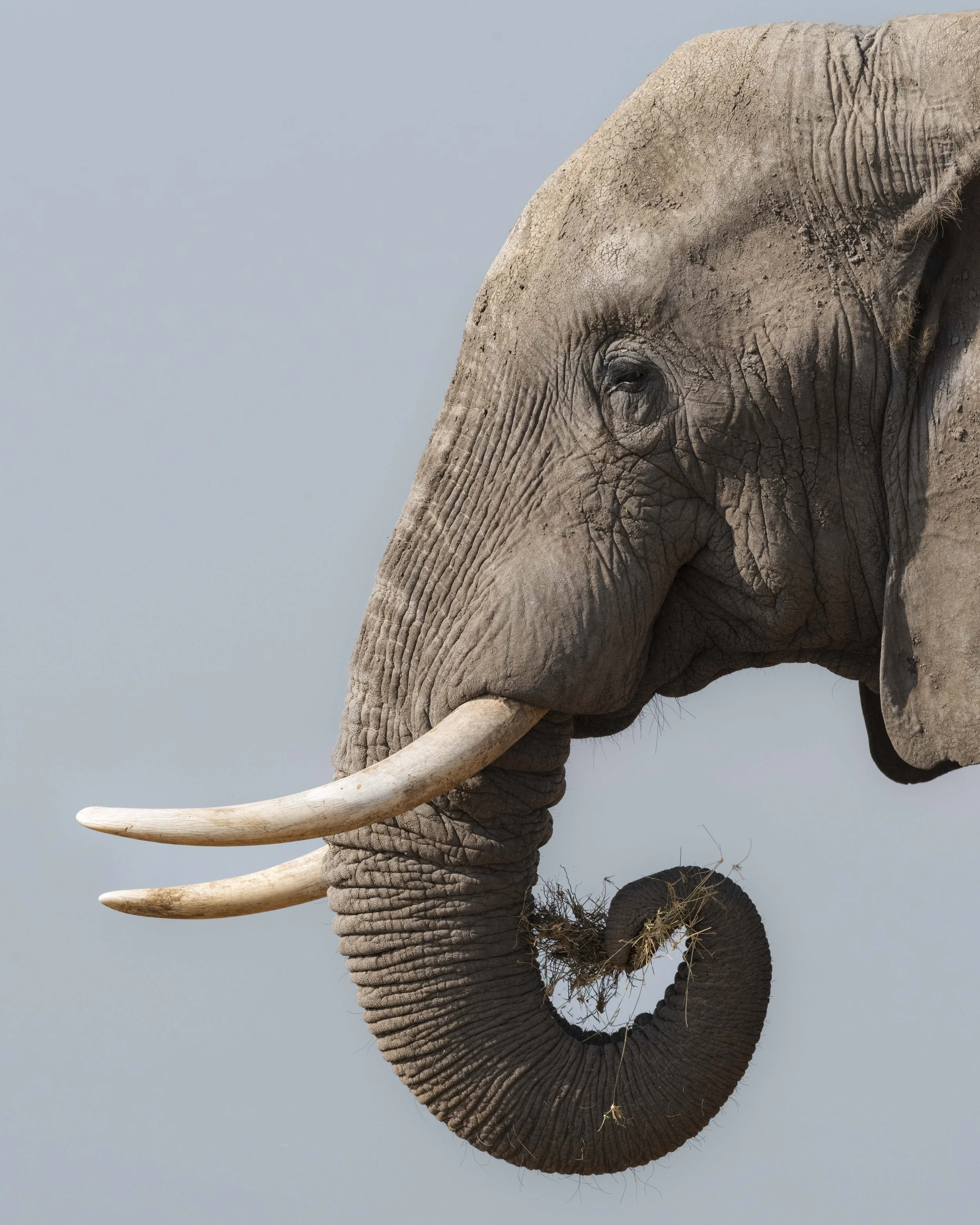 amboseli-photo-safari-elephants-craig- 31.jpg