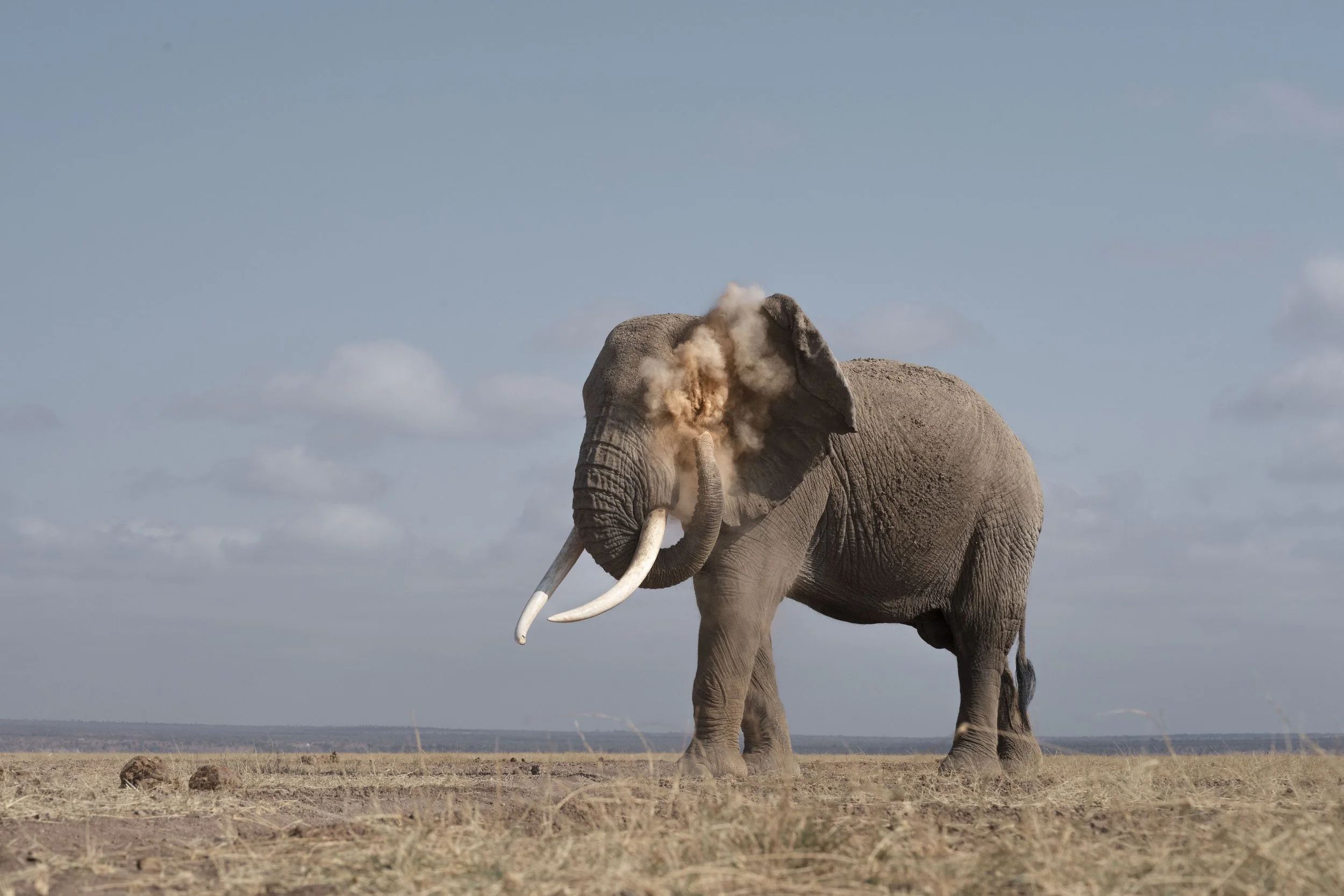 amboseli-photo-safari-elephants-craig- 32.jpg