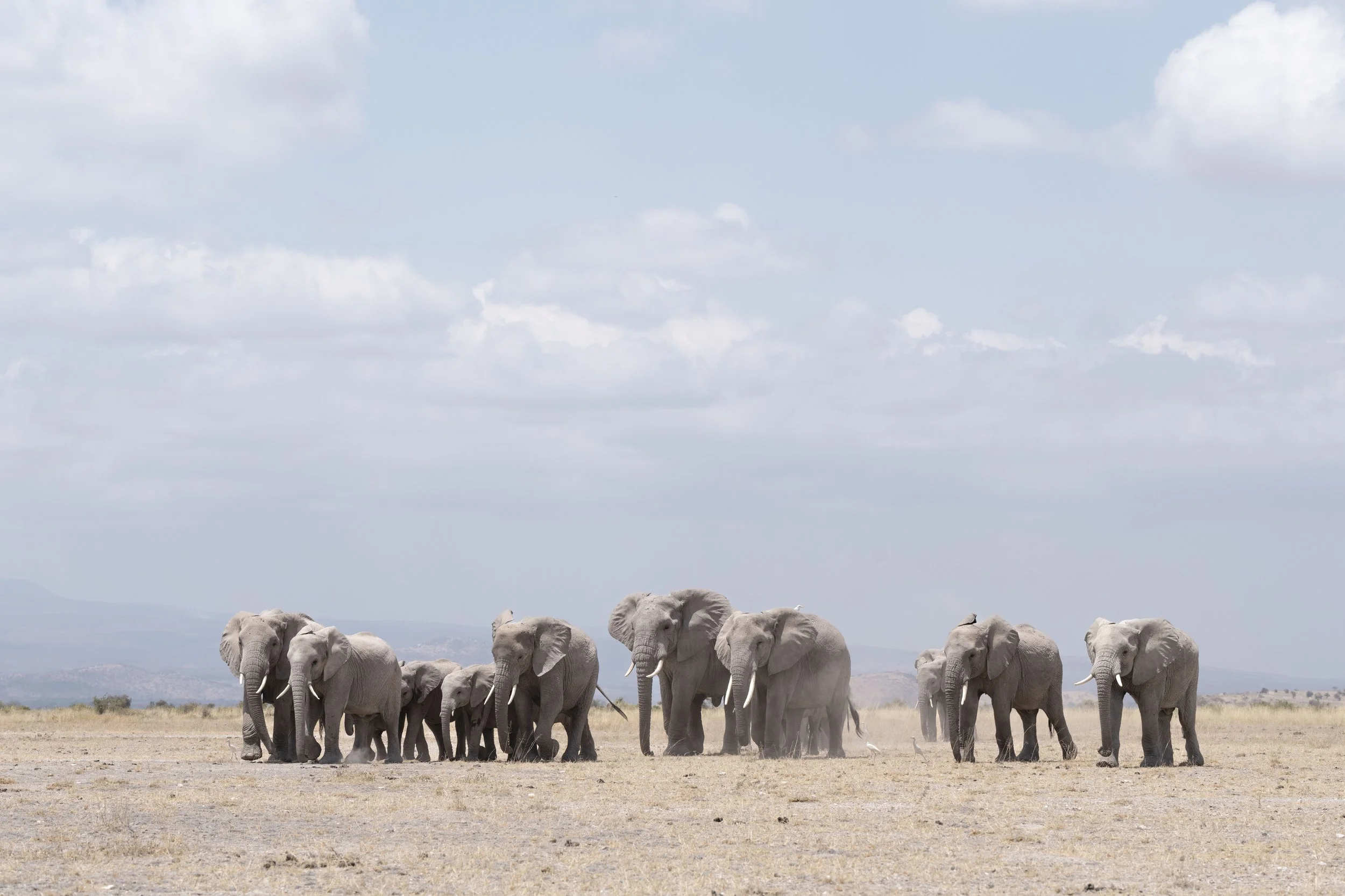 amboseli-photo-safari-elephants-craig- 25.jpg