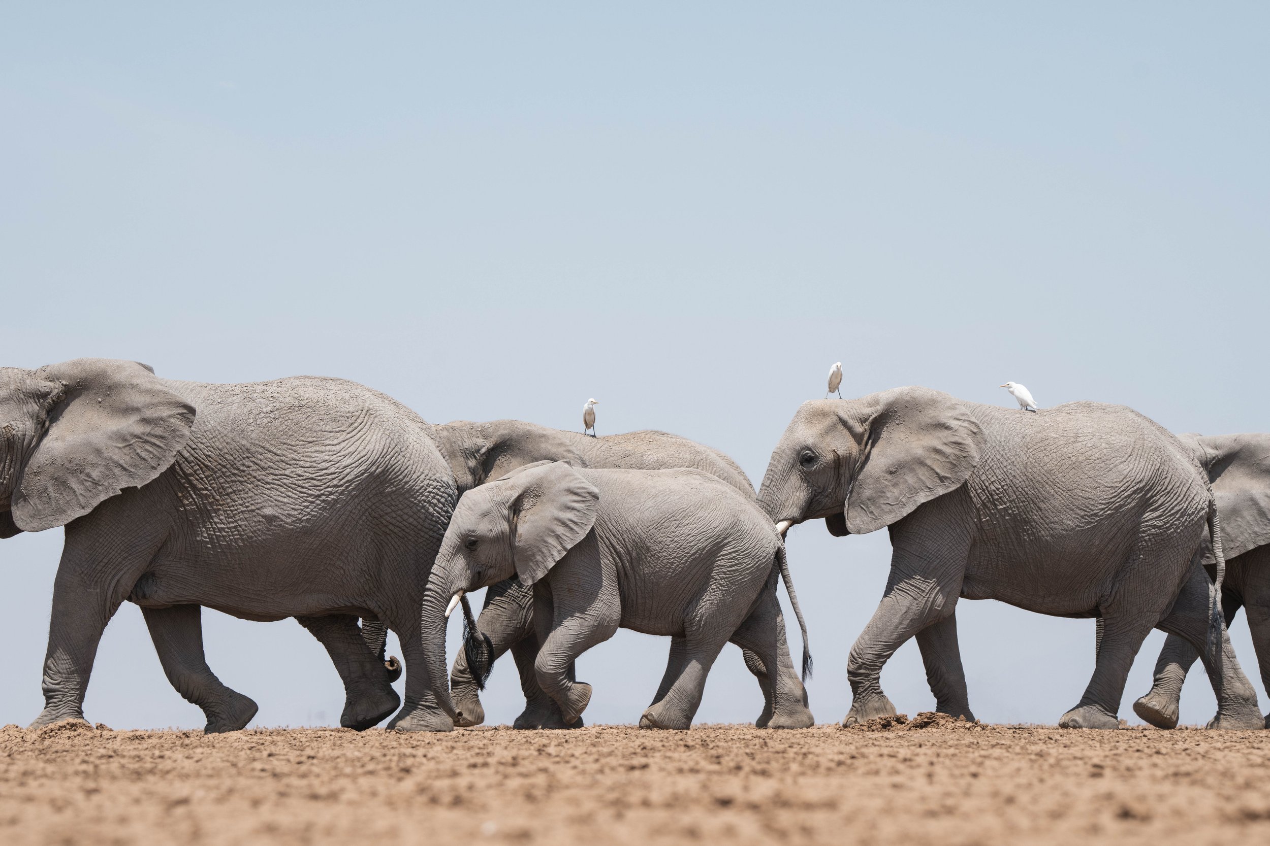 amboseli-photo-safari-elephants-craig- 53.jpg