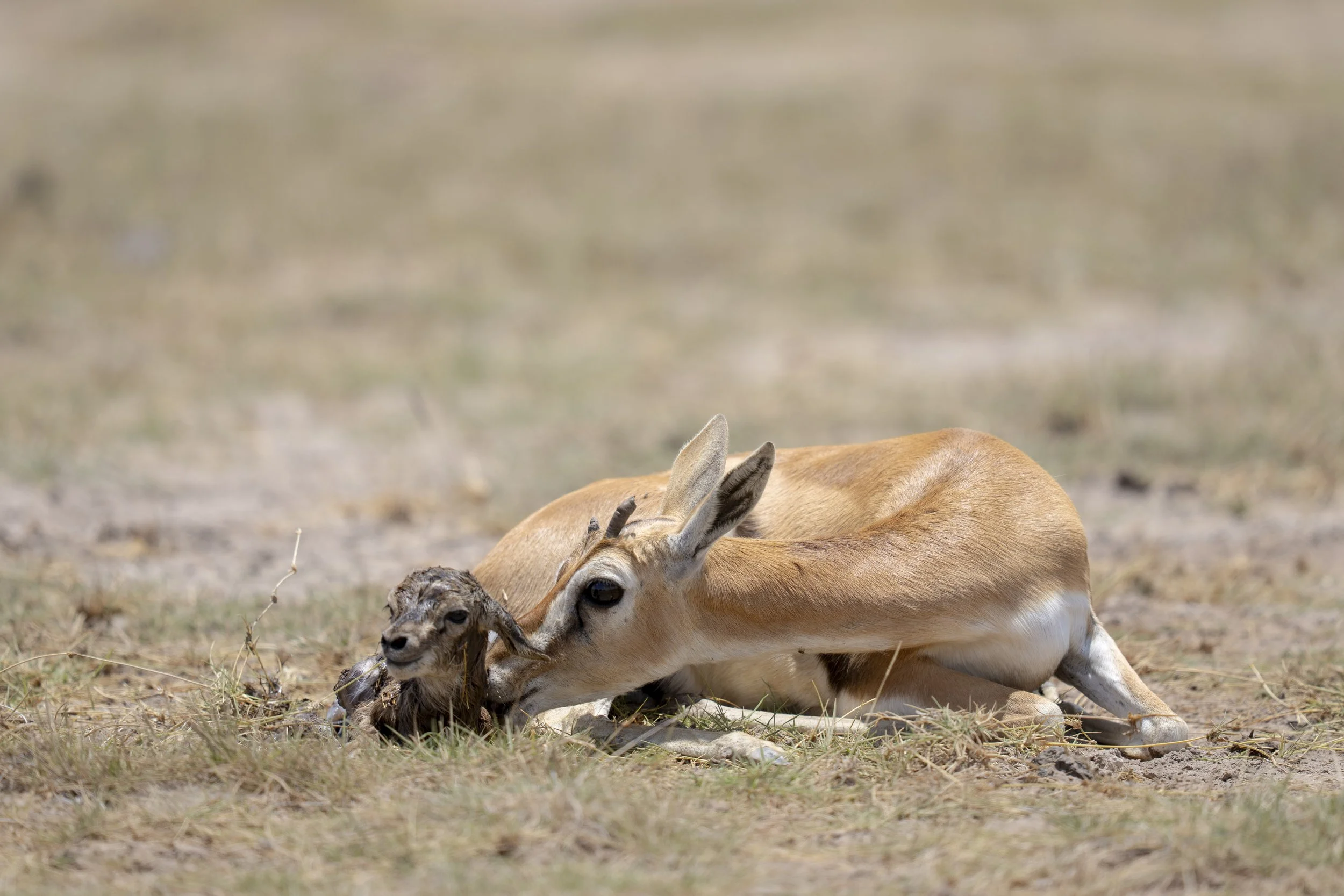 amboseli-photo-safari-elephants-craig- 46.jpg
