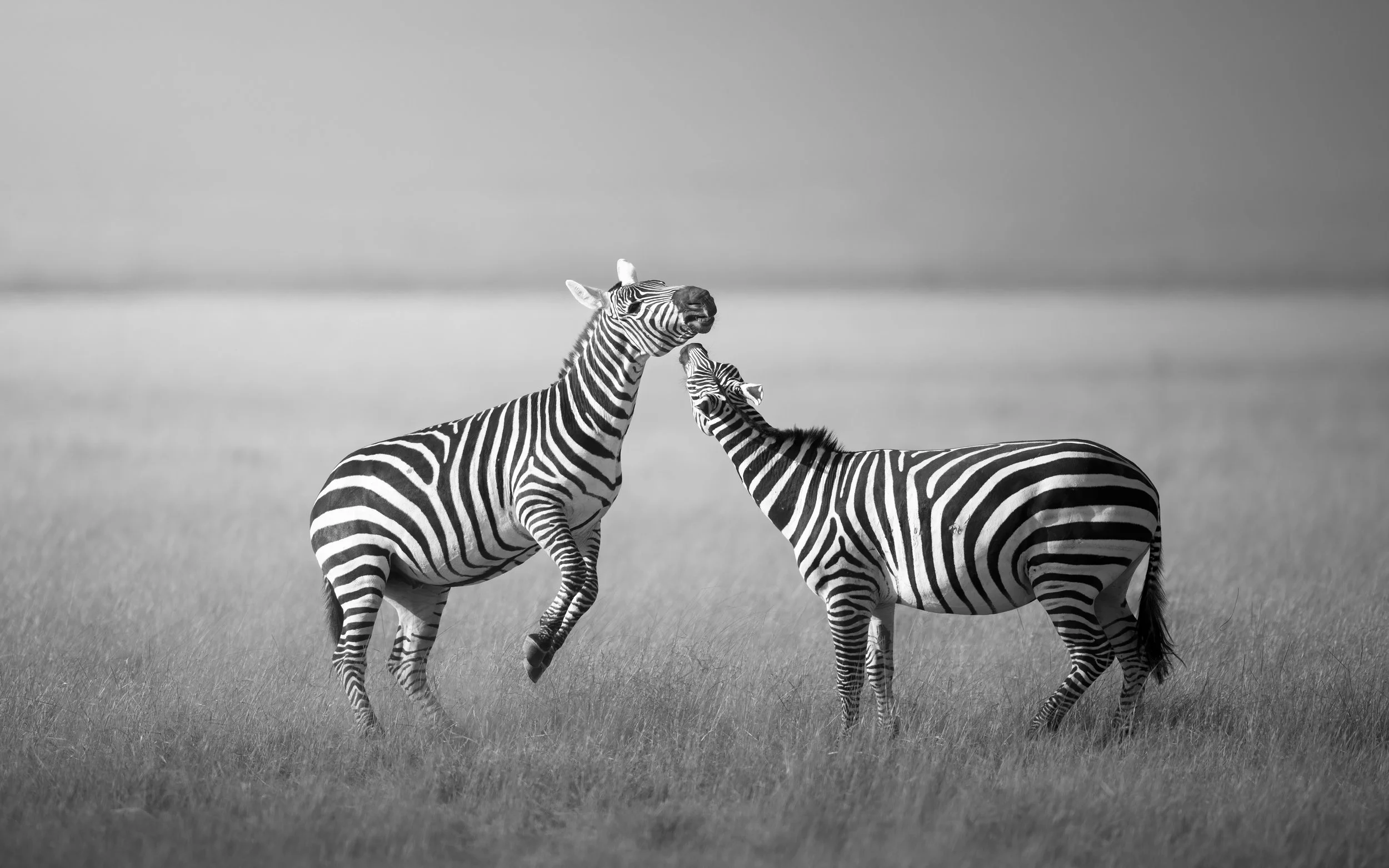 amboseli-photo-safari-elephants-craig- 45.jpg