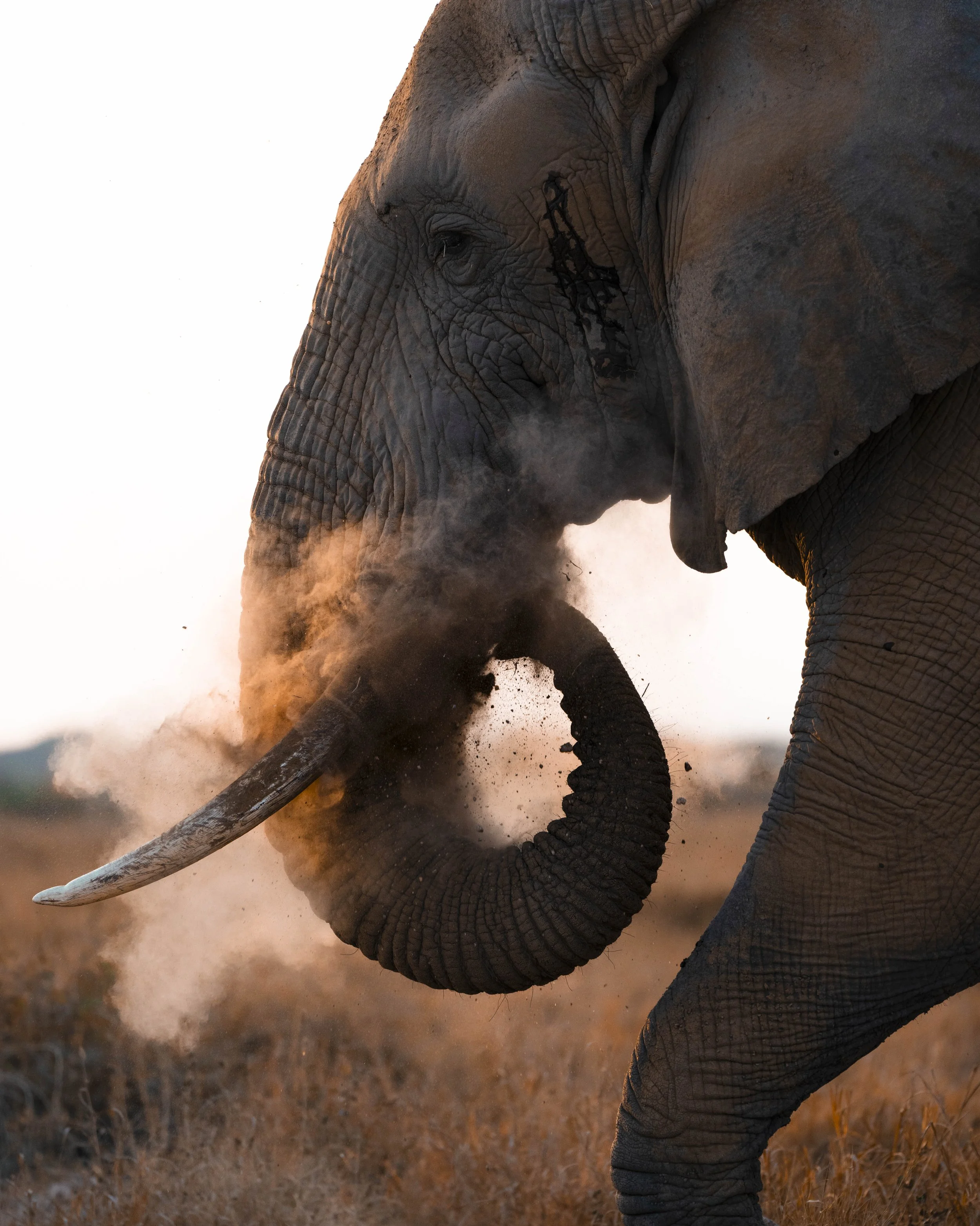 amboseli-photo-safari-elephants-craig- 9.jpg