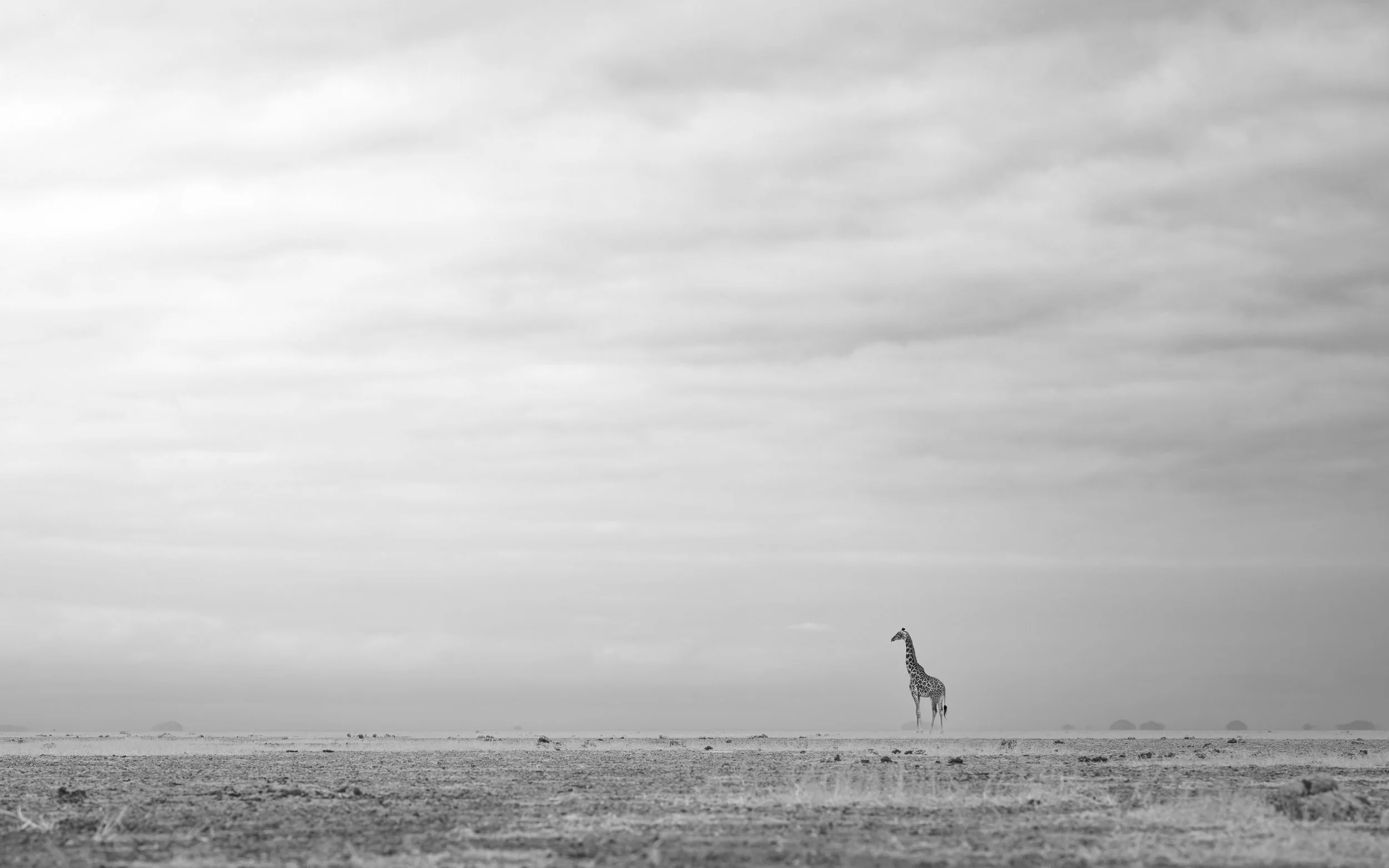 amboseli-photo-safari-elephants-craig- 59.jpg