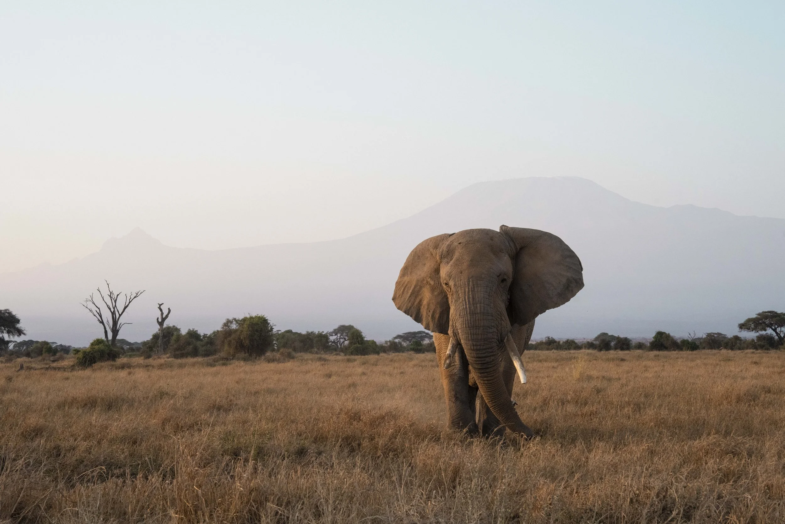 amboseli-photo-safari-elephants-craig- 26.jpg