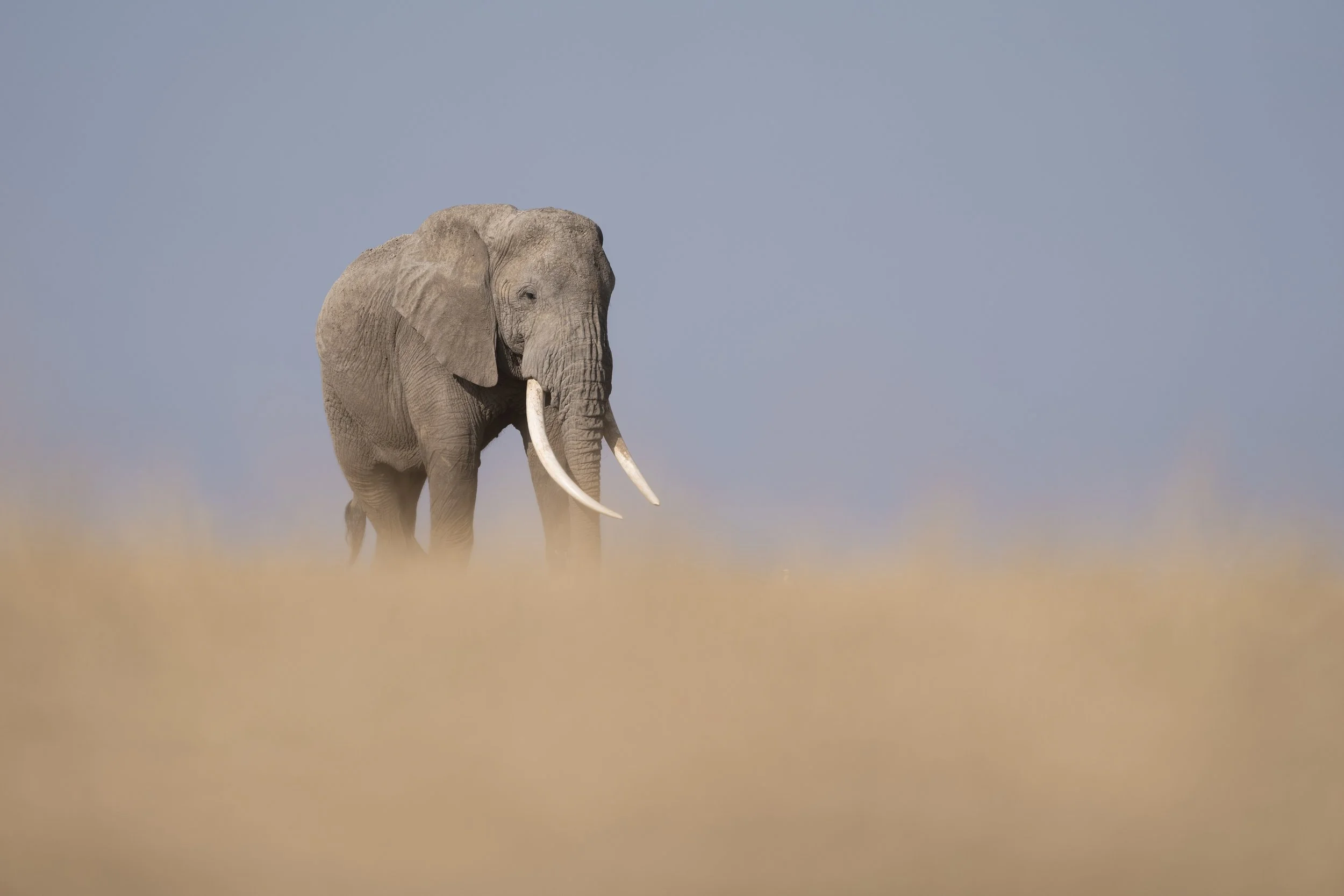 amboseli-photo-safari-elephants-craig- 11.jpg
