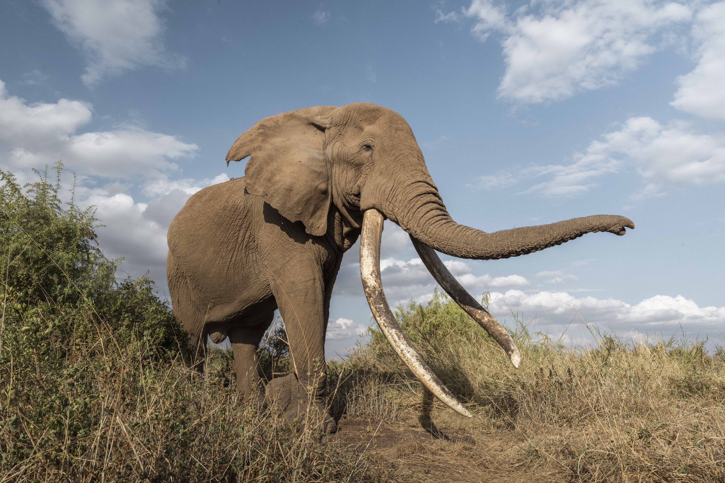 amboseli-photo-safari-elephants-craig- 13.jpg