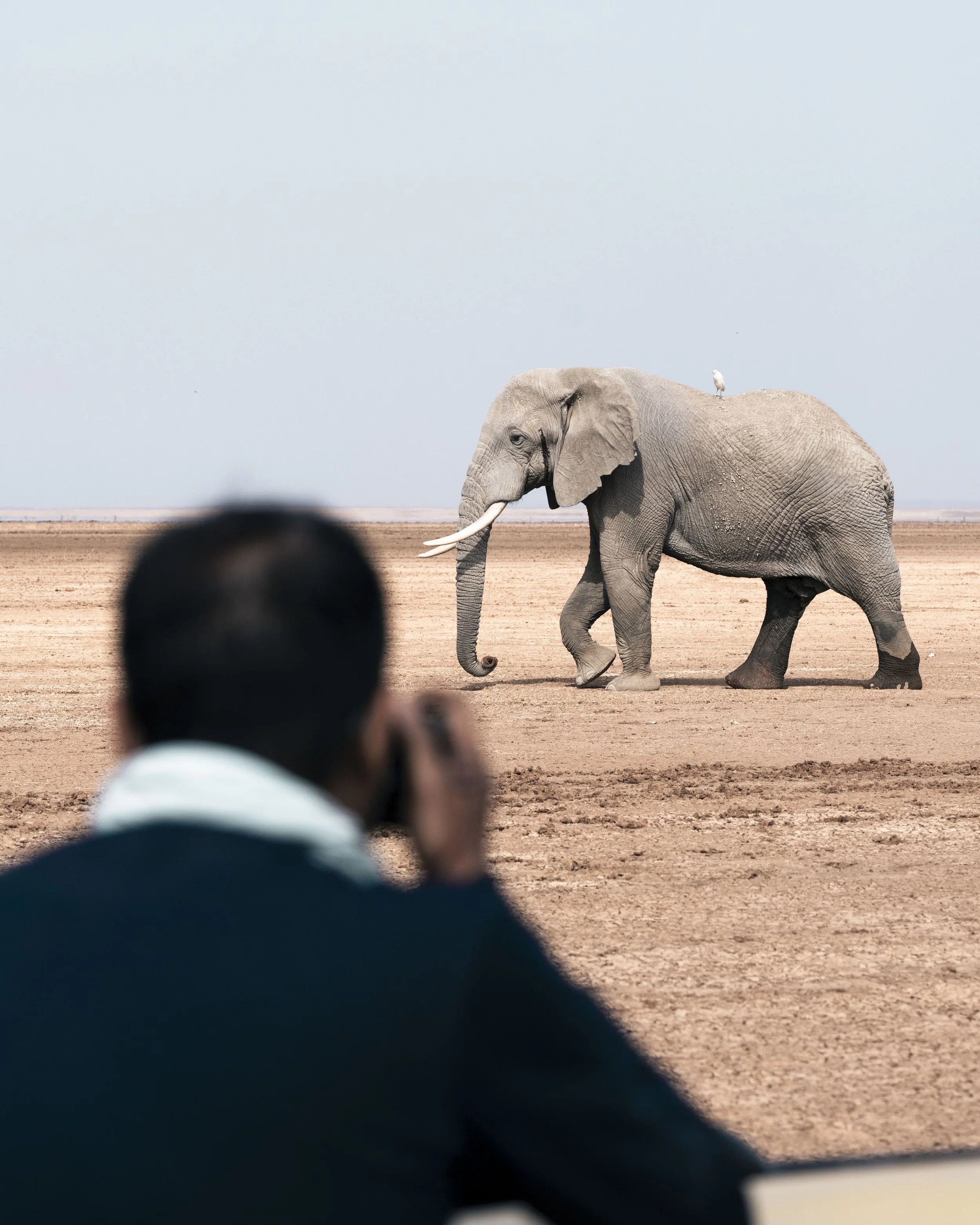 amboseli-photo-safari-elephants-craig- 18.jpg