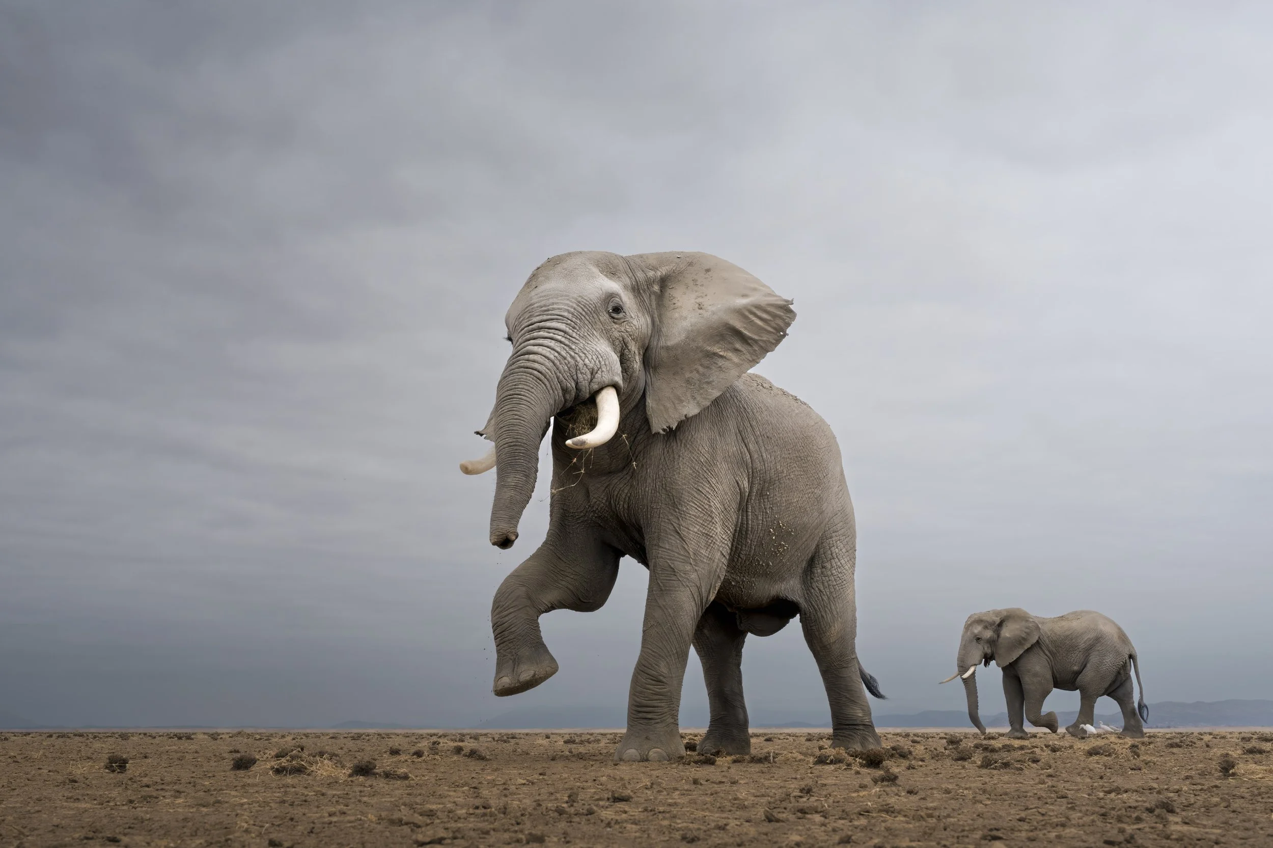 Amboseli - Land of Giants