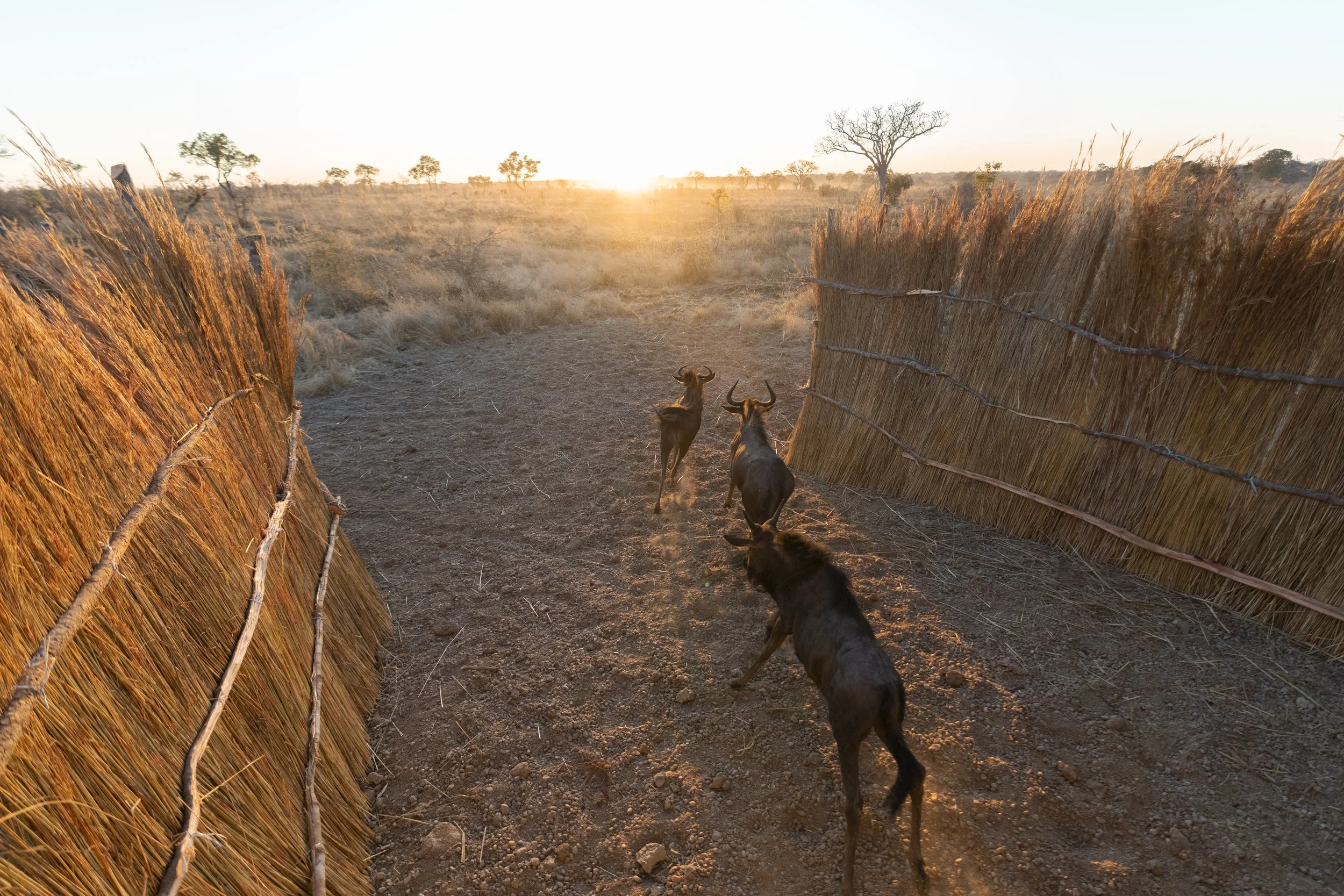 African_Parks_Chunga_Kafue_Wildebeest_Translocation_2025_Andy_Macdonald_#8.jpg