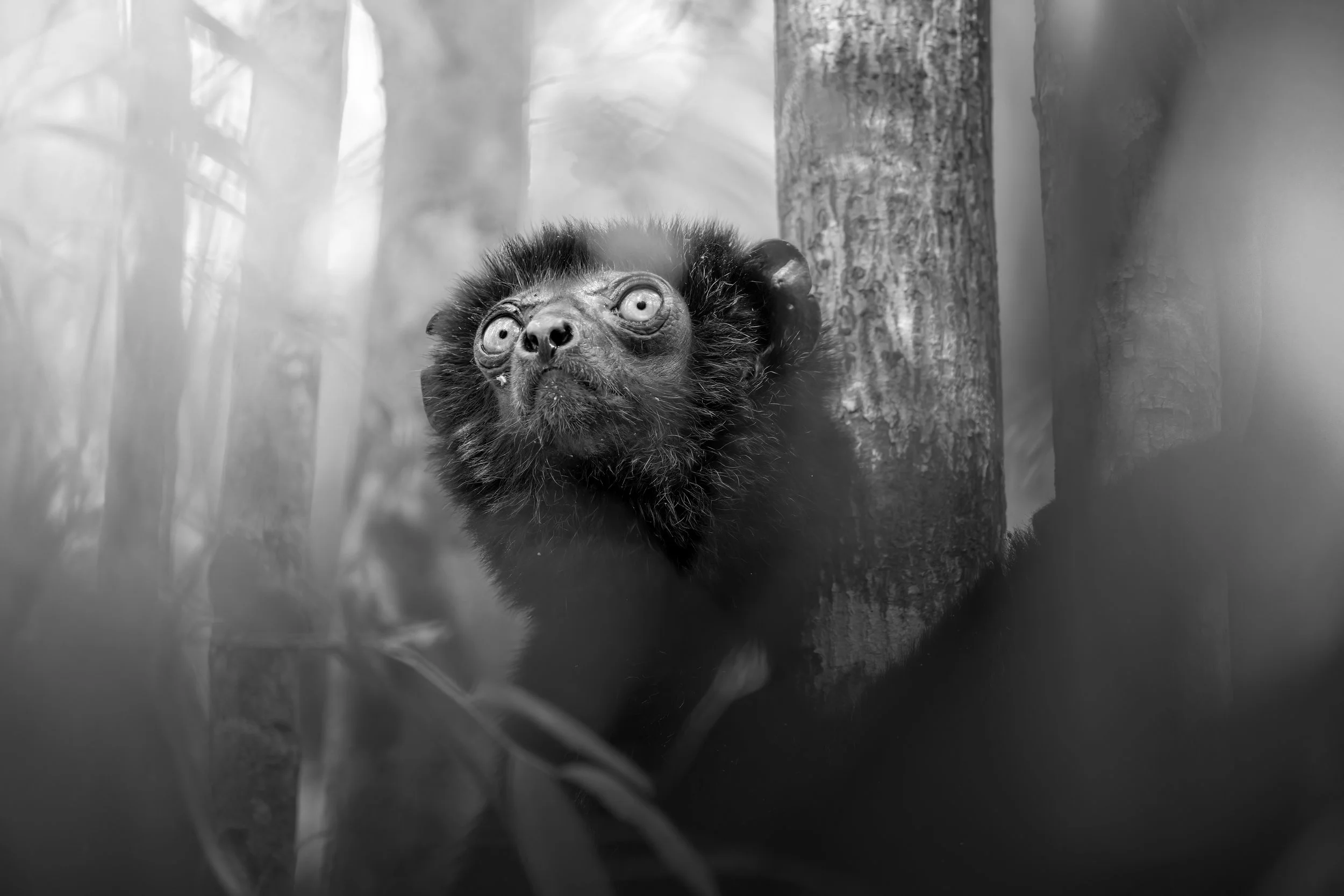 "Spirit of Madagascar"