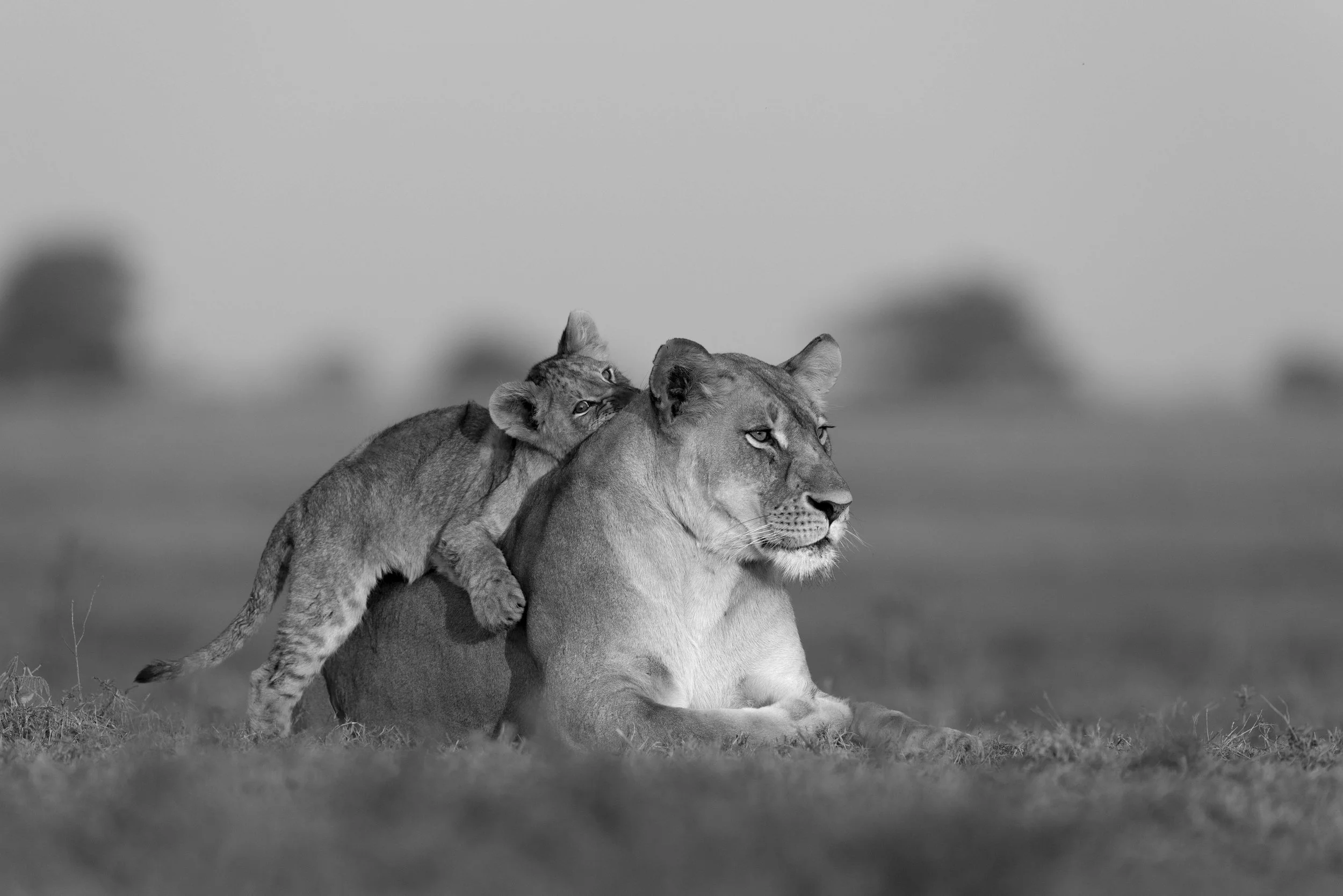 "Embrace of the Plains"