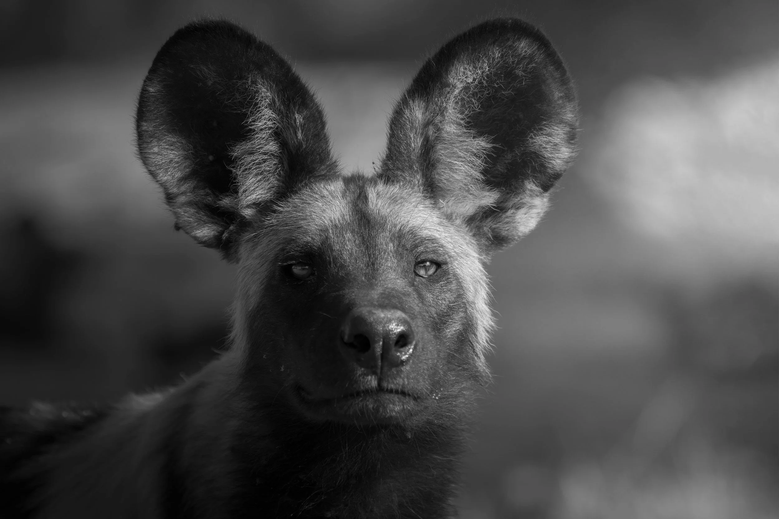 "All Ears"