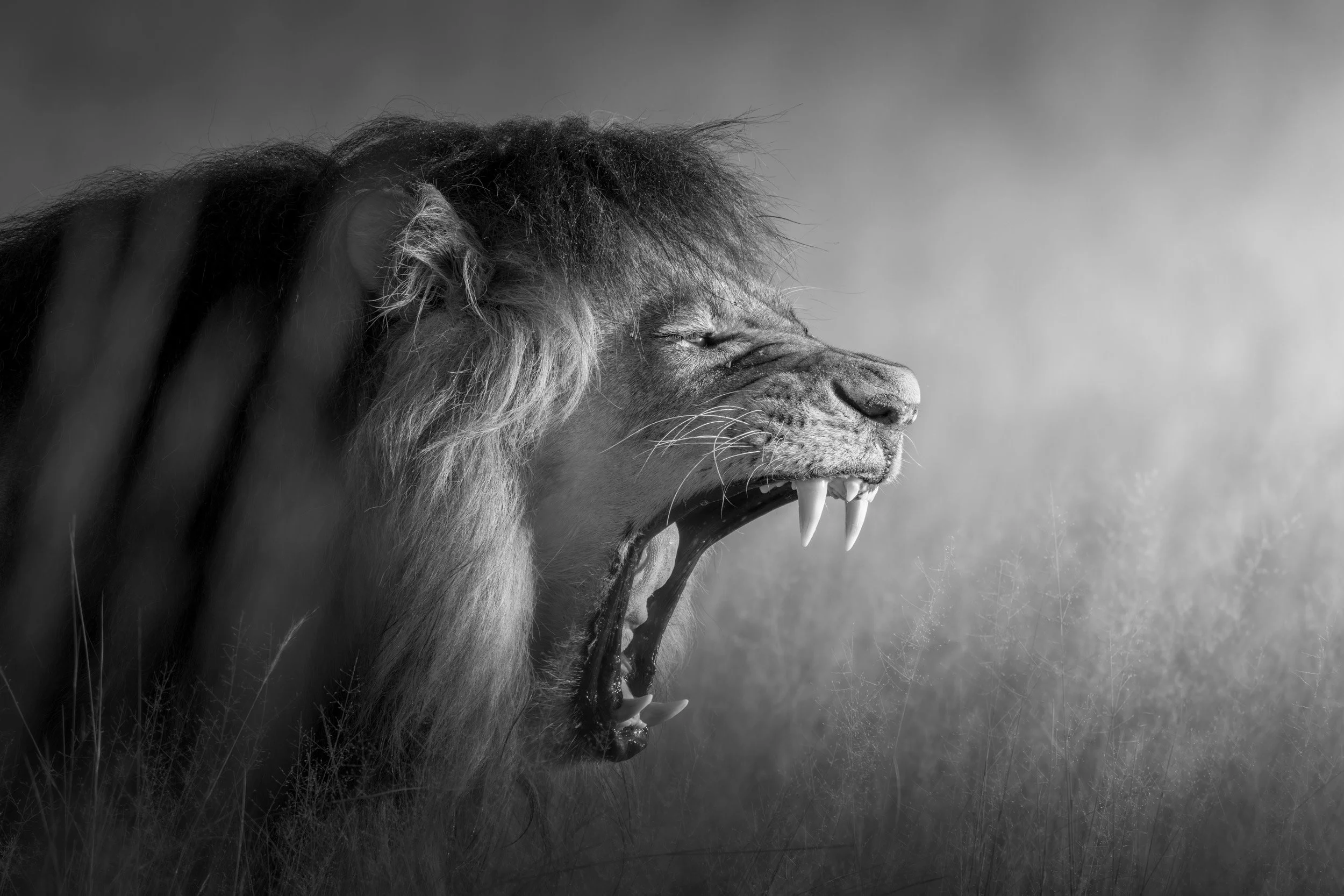 "The Noisy Neighbour" 