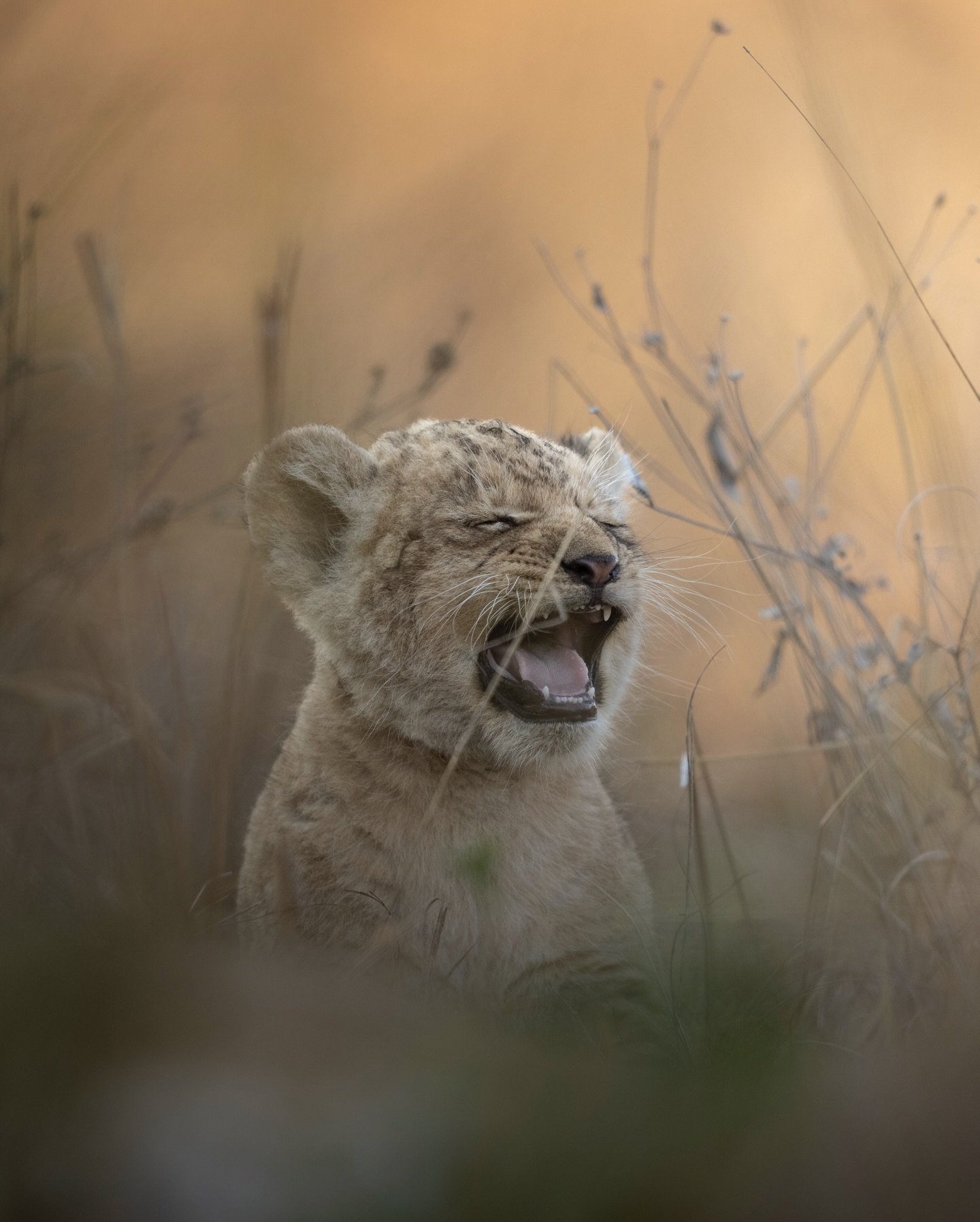 If these tiny lion cubs don&rsquo;t brighten up your day then nothing will!

It&rsquo;s always such a privilege to see cubs this small while on safari.

Take on location with @wearewilderness and @africanparksnetwork in Busanga Plains, Zambia.

#wear
