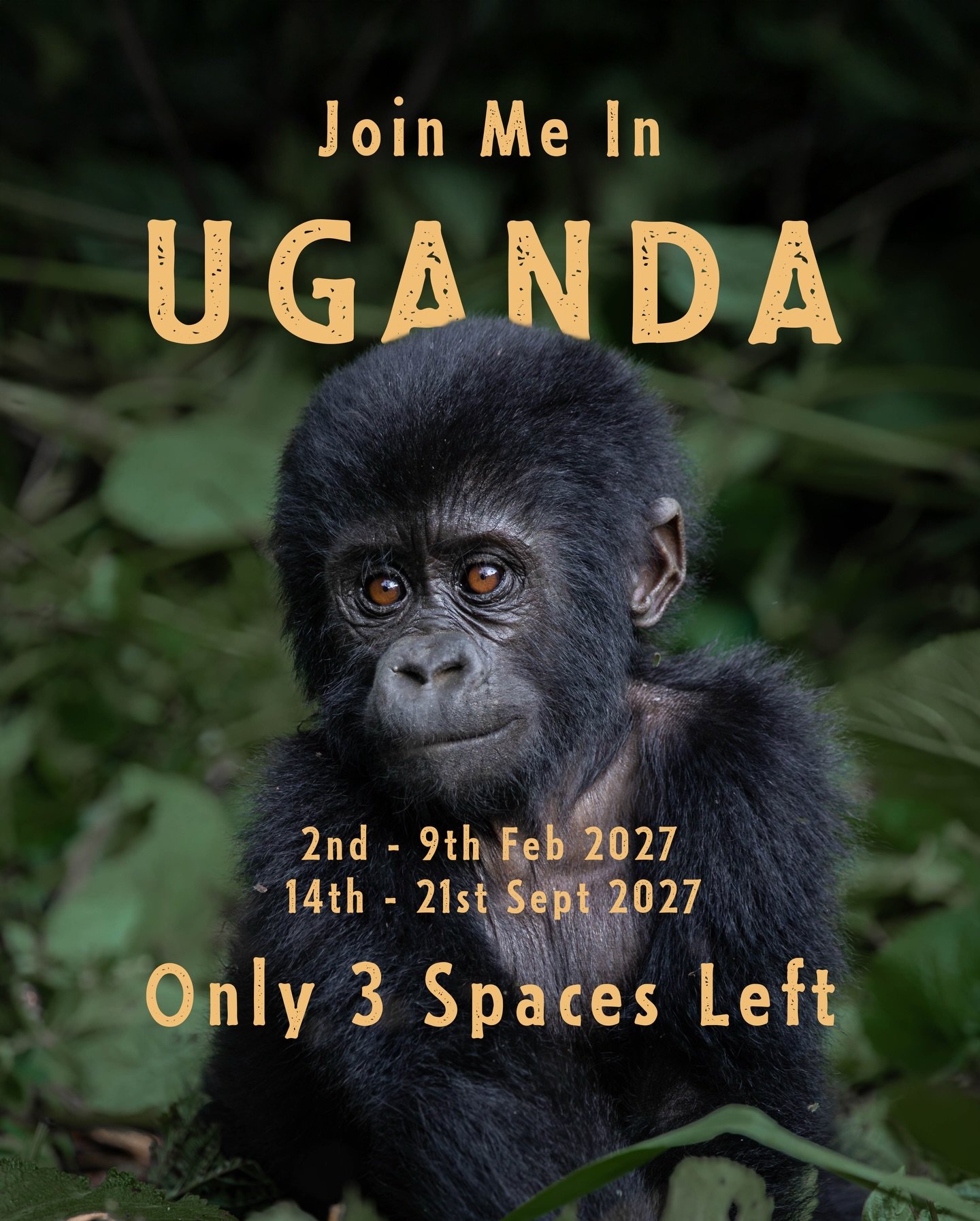 Ultimate Uganda. ONE SPACE REMAINING

Shoebills in the wetlands. Chimpanzees in lush forests. And the highlight of the journey, two mountain gorilla treks in Bwindi&rsquo;s ancient rainforest.

@kylegoetschphotography and I have put together an immer