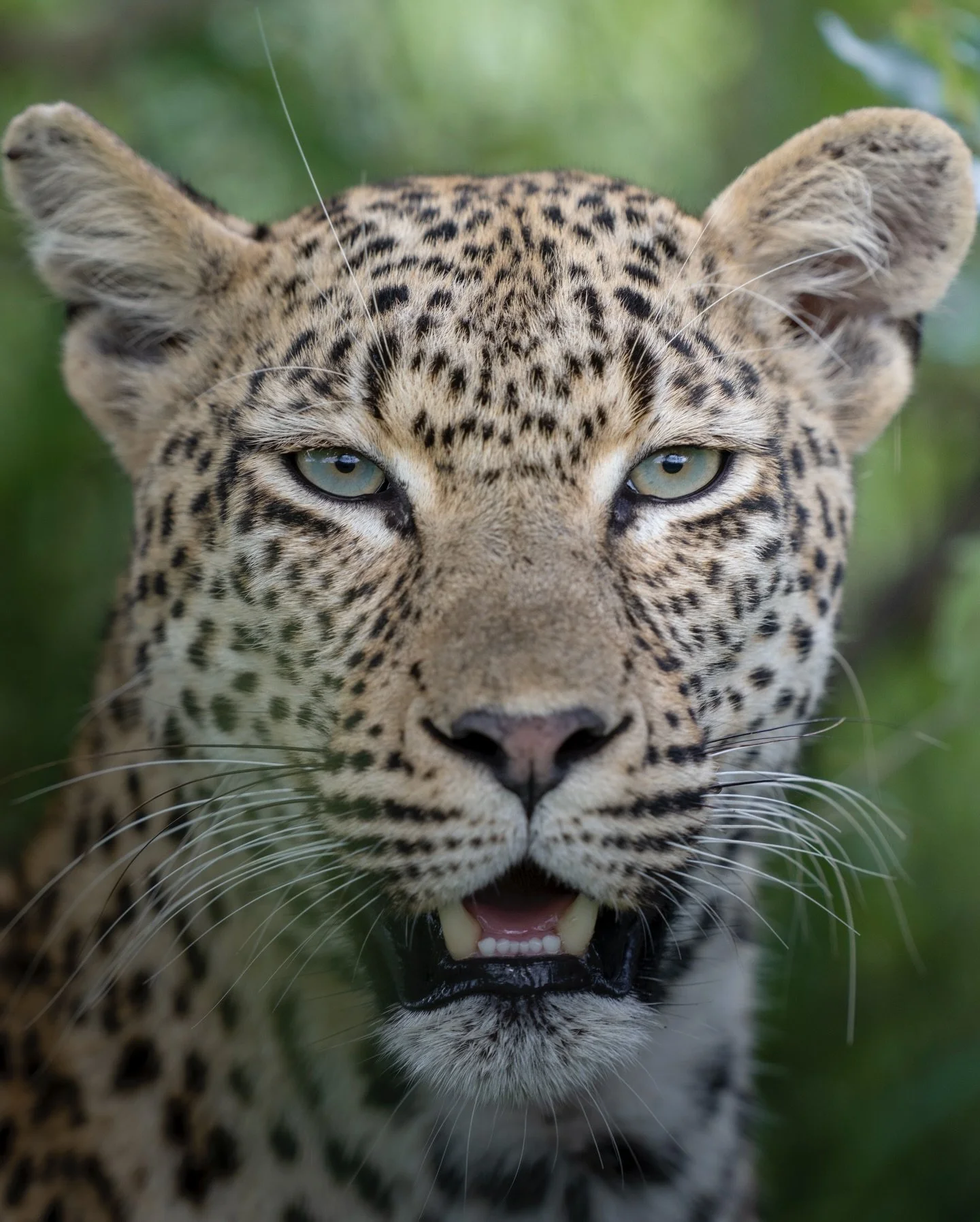 Some of my favourite leopard photos from a green season shoot at @malamalagamereserve last year.

Our sightings on this shoot were exceptional.

Never a dull moment.

#southafrica #malamala #leopard #wildlifephotography