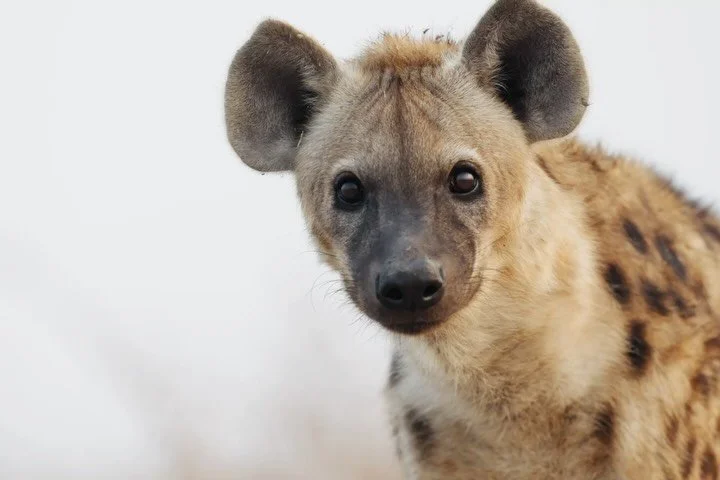 A few magical moments from a recent shoot in Liuwa Plain, Zambia.

I&rsquo;ve been lucky to spend a lot of time on these magical plains over the last 9 years and always look forward to returning.

On location for @kerdowneyzambia 

#safari #zambia #w