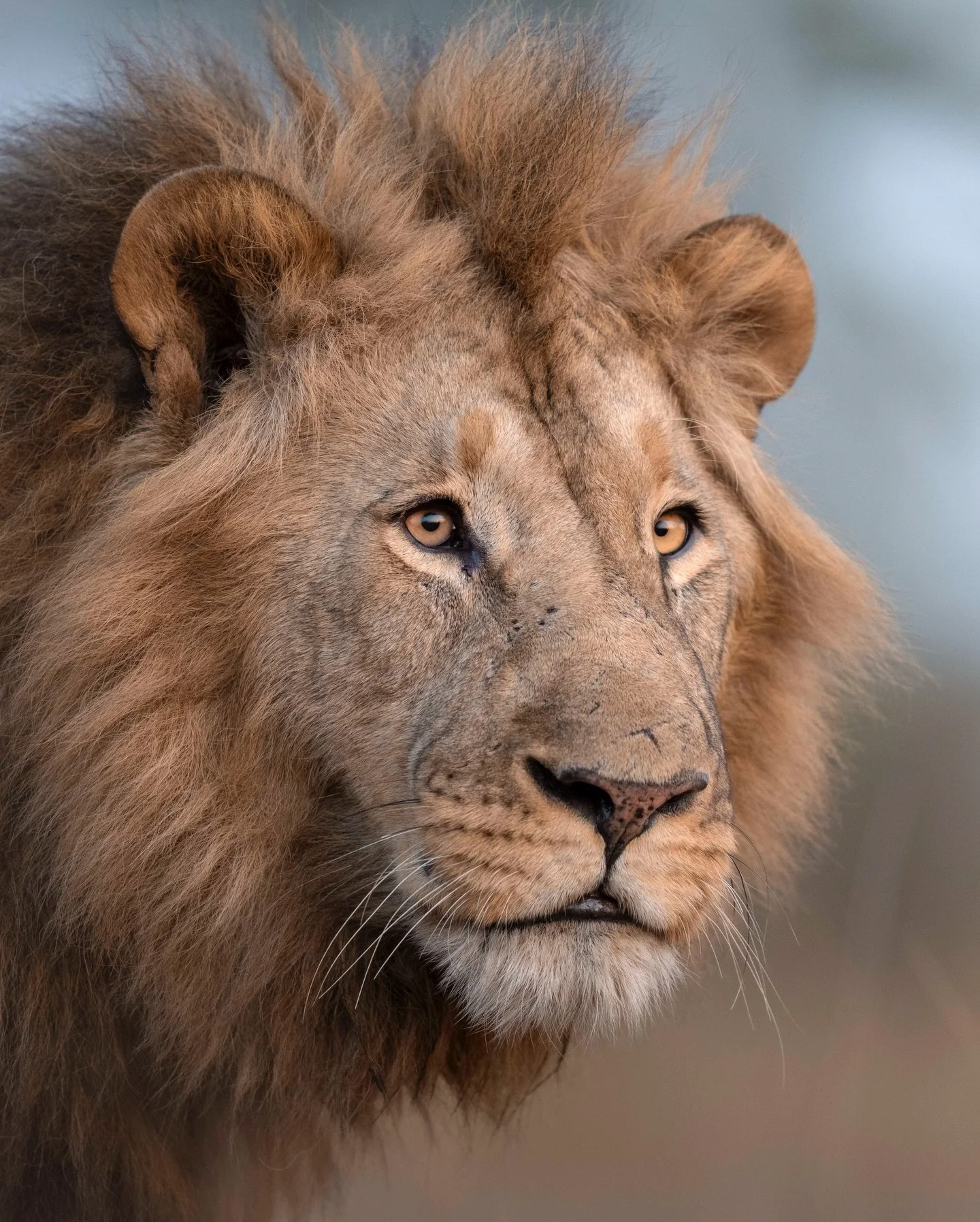 We heard him before we saw him.

There&rsquo;s nothing like hearing the roar of a lion as you set out on game drive in the darkness.

We found Alex in the blue hour and spent a magical golden sunrise with him.

In location for @africanparksnetwork an