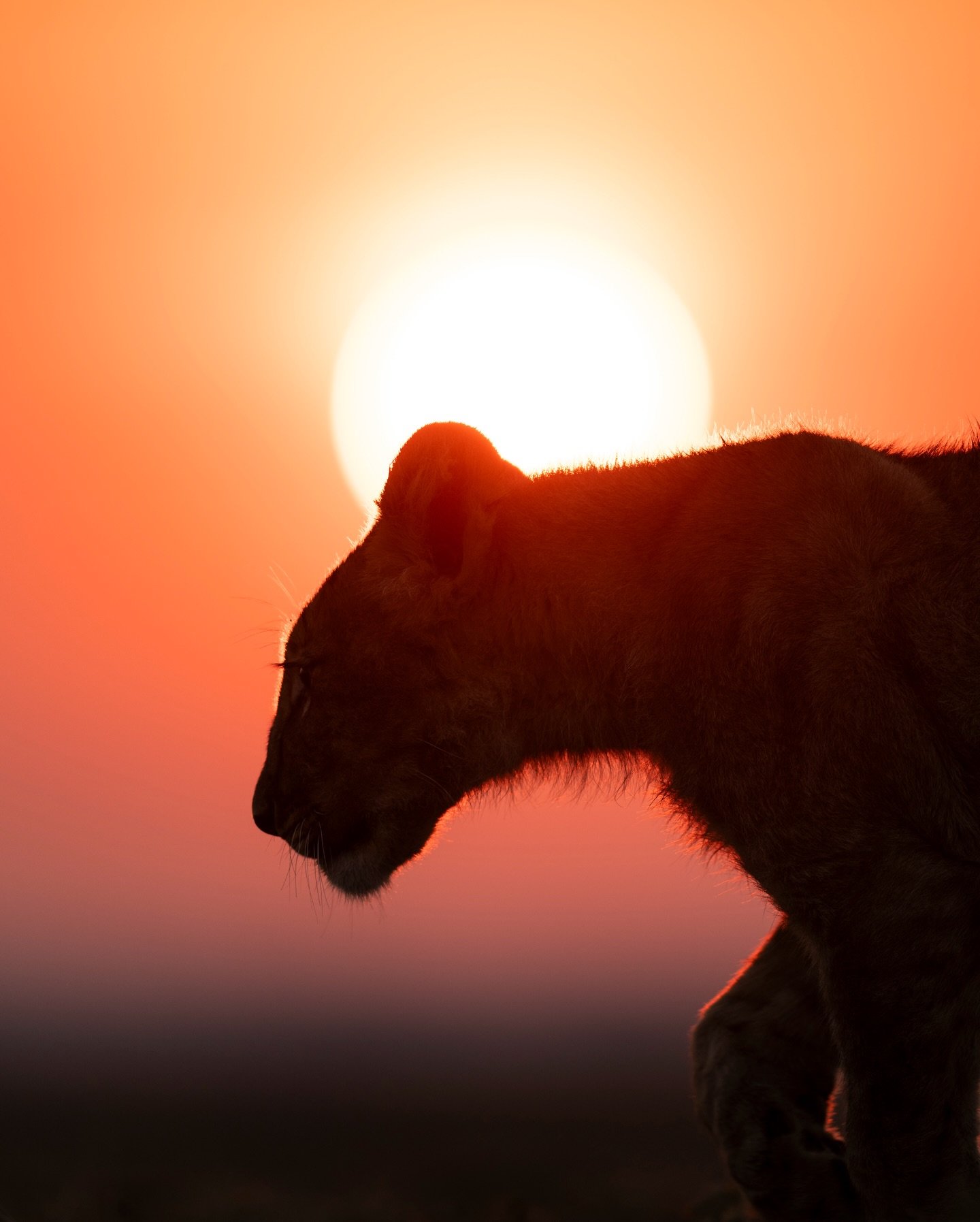 Backlit lions at sunrise, it&rsquo;s one of my favourite things. 

Taken on Busanga Plains with @africanparksnetwork and @wearewilderness.

#lions #backlit #zambia #safari