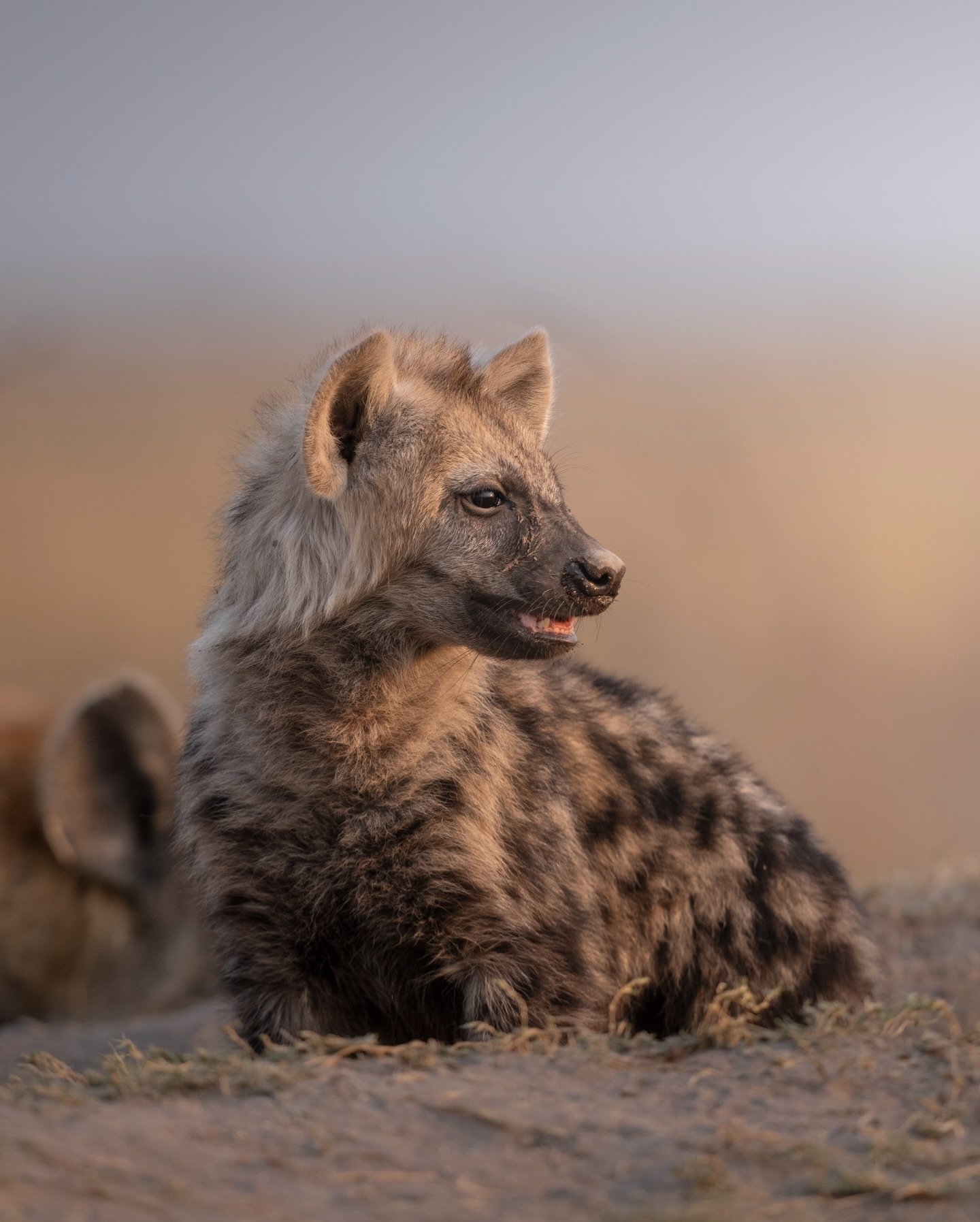 Very much looking forward to returning to the plains this year with @kerdowneyzambia.

Swipe until you see the photo of a Quail chick!!! So tiny!!!

#liuwa #zambia #wildlife #wildlifephotography