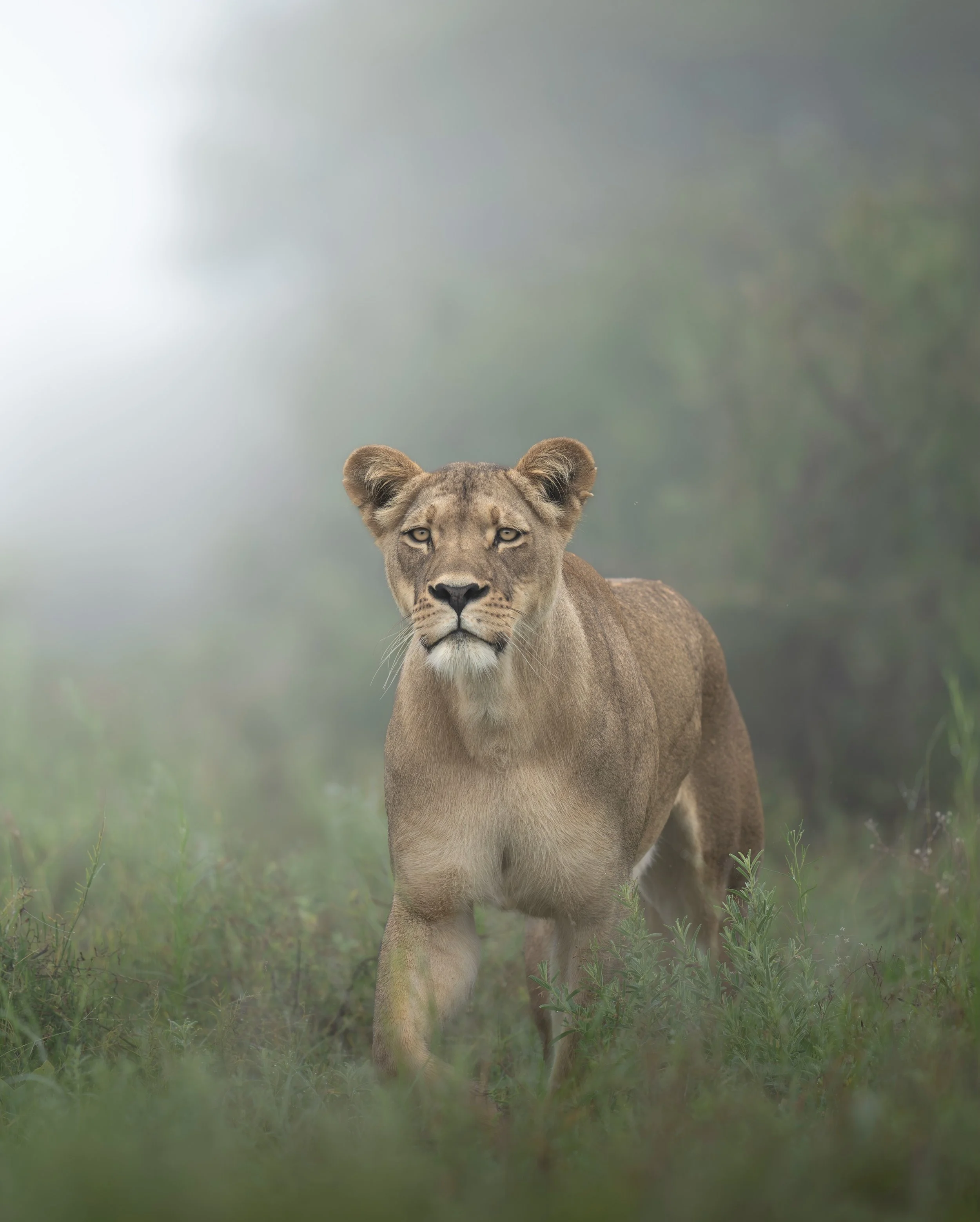 Lions in the Kalahari mist.

These are the kind of conditions wildlife photographers dream about. Warm, diffused light, endless atmosphere and a scene that feels almost cinematic straight out of camera.

On location with @kerdowney_bw 

#lions #botsw