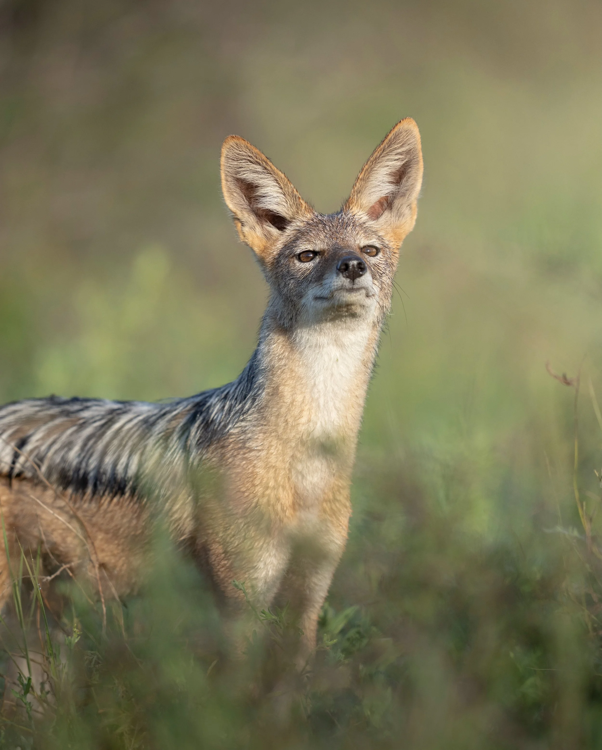 After all my years on safari, I&rsquo;ve always struggled to get a black-backed jackal photo that I was truly happy with.

They&rsquo;re beautiful animals, but notoriously difficult to photograph. Constantly moving, alert to everything around them an