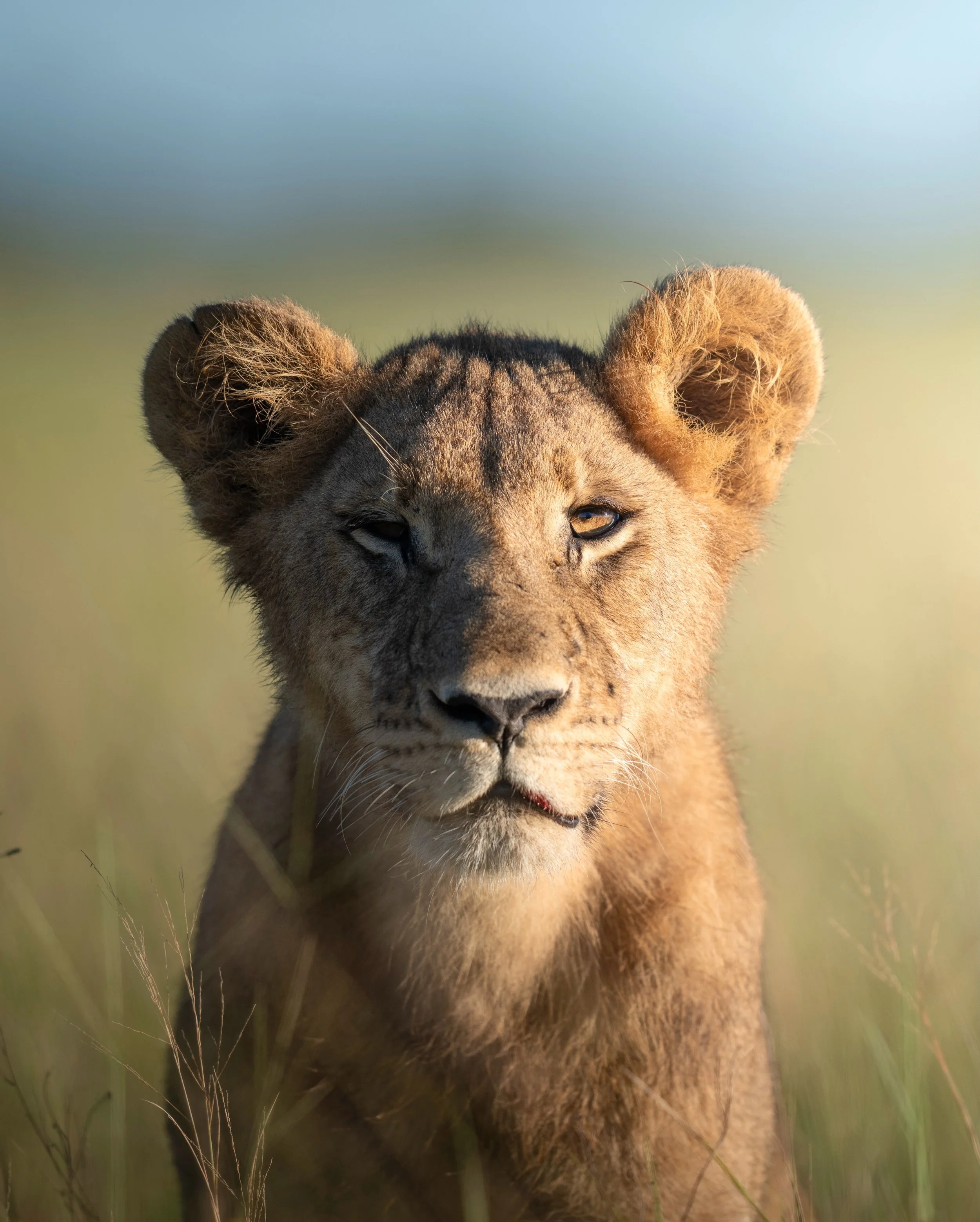 A few moments from a magical morning with this lion pride at sunrise.

With cubs around, you&rsquo;re always guaranteed some playful moments.

We had the whole pride to ourselves, not another vehicle in sight. Just us, the lions, and that beautiful B