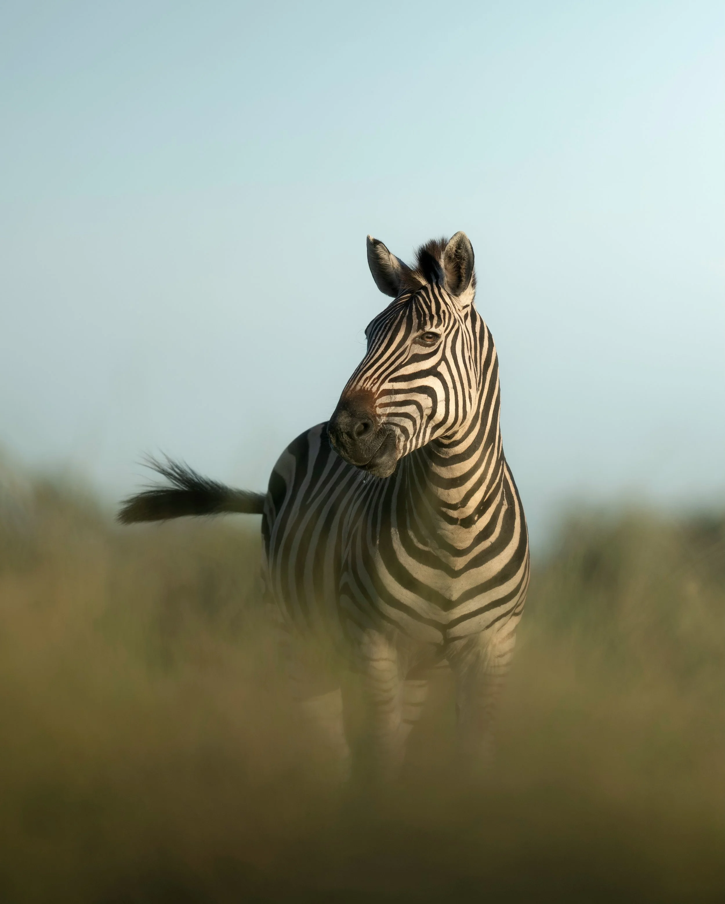 A few moments from a recent stay at the newly refurbished Shinde Camp in the heart of the Okavango Delta with @kerdowney_bw 

With plenty of water and flashes of golden light, there was never a dull moment.

Always great to be out in the wild with ca