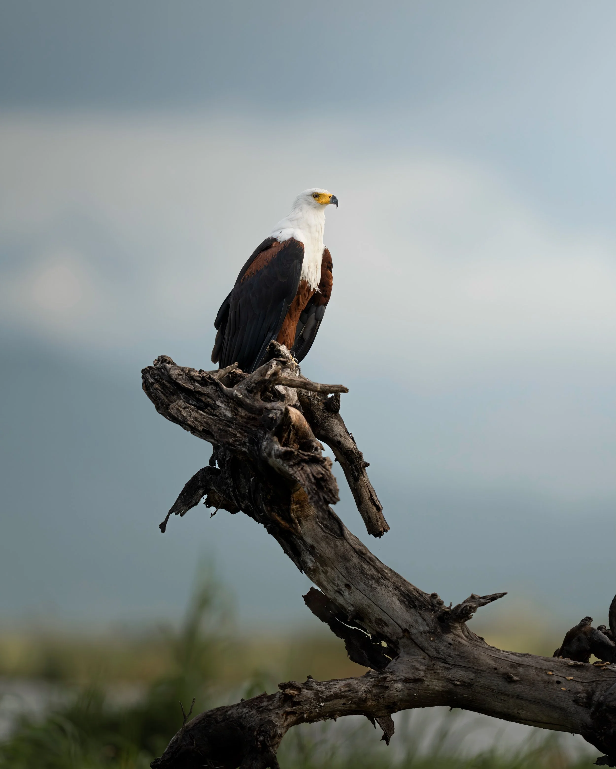Sunset boat trips just hit differently in Liwonde National Park, Malawi.

From golden light drifting across the Shire River to peaceful wildlife encounters, this has to be one of the most scenic national parks we&rsquo;ve ever had the pleasure of fil