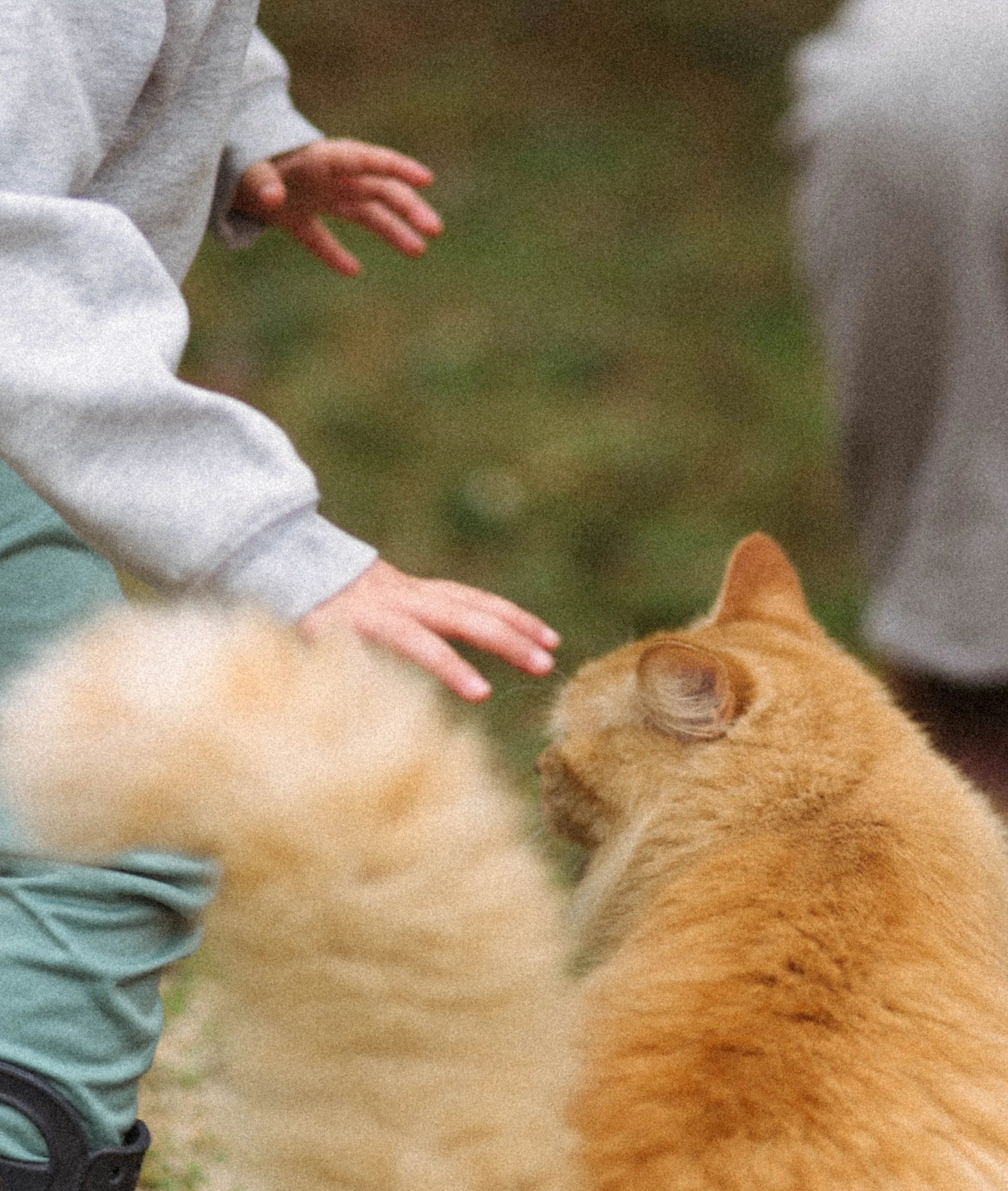 Un bébé portant un sweat gris et un pantalon vert joue avec un chat orange sur la pelouse.