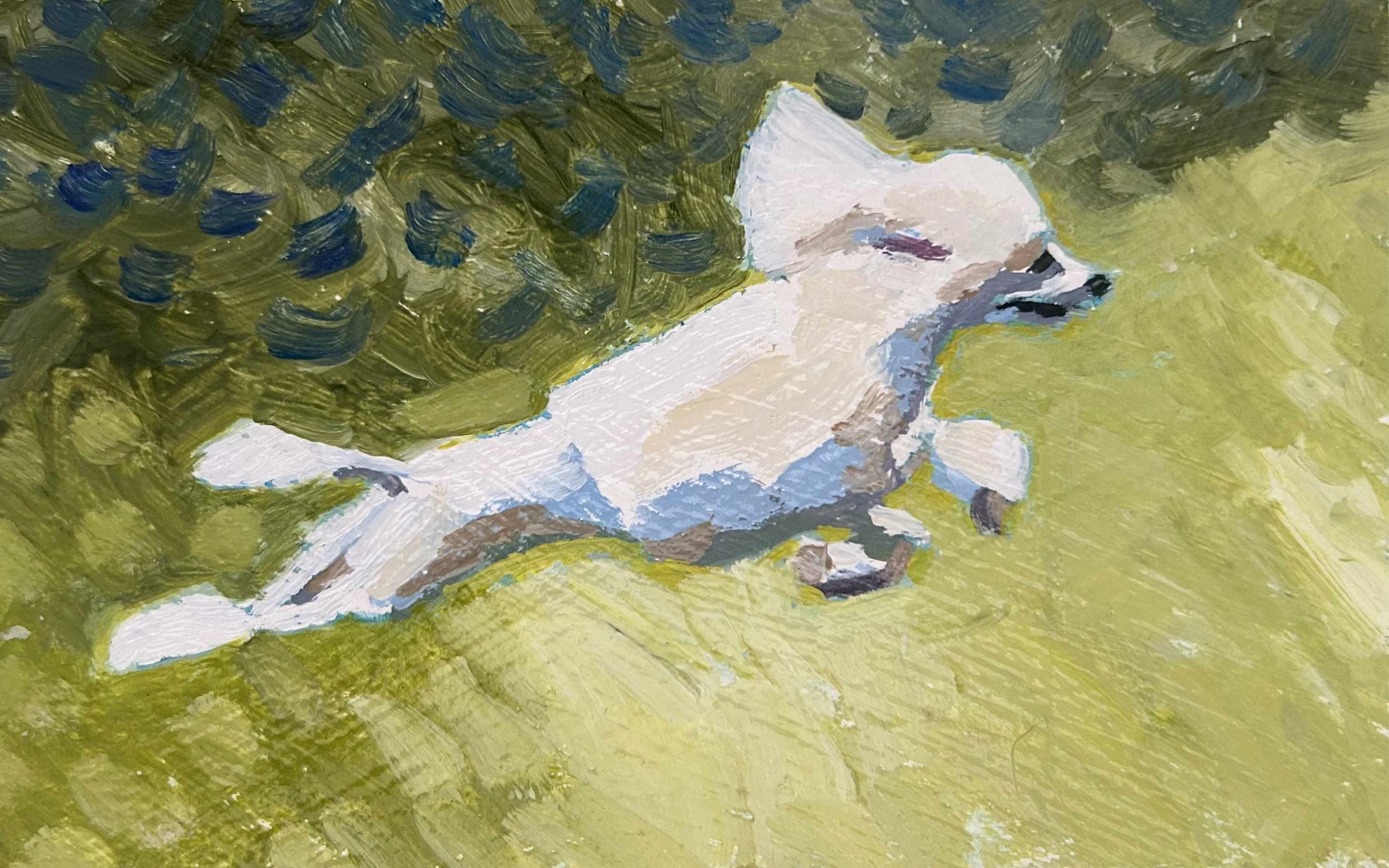 Sunshine Flying