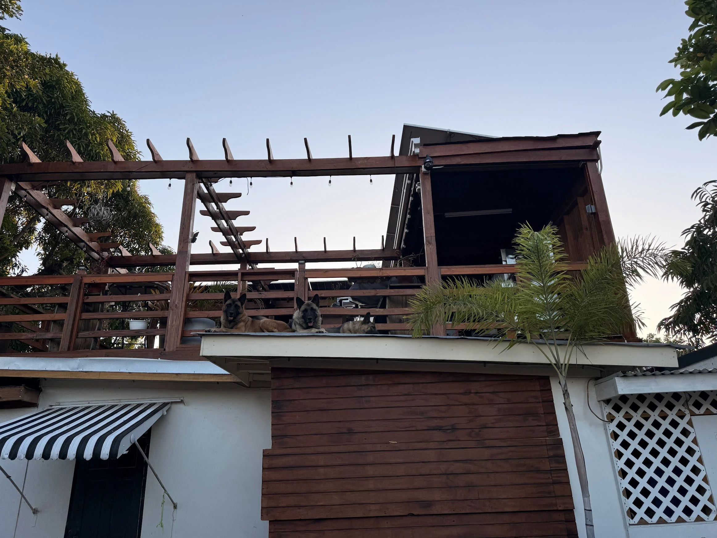 Deck with dogs at front.jpg