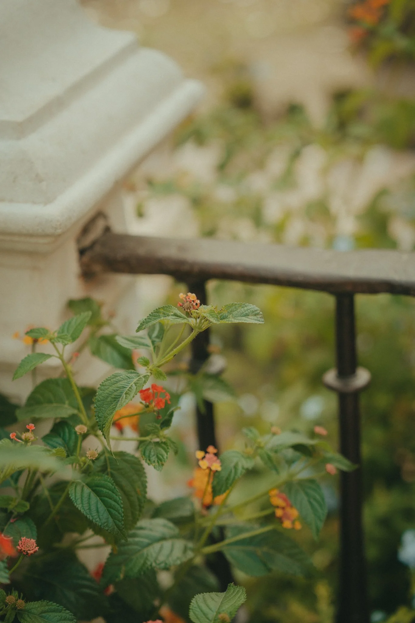 A garden scene with green leafy plants and orange flowers, a white building wall, and a black metal fence in the background.