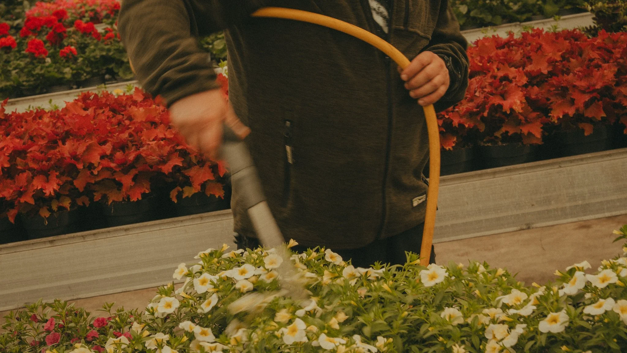 Person watering colorful flowers at a greenhouse with red and white blossoms.