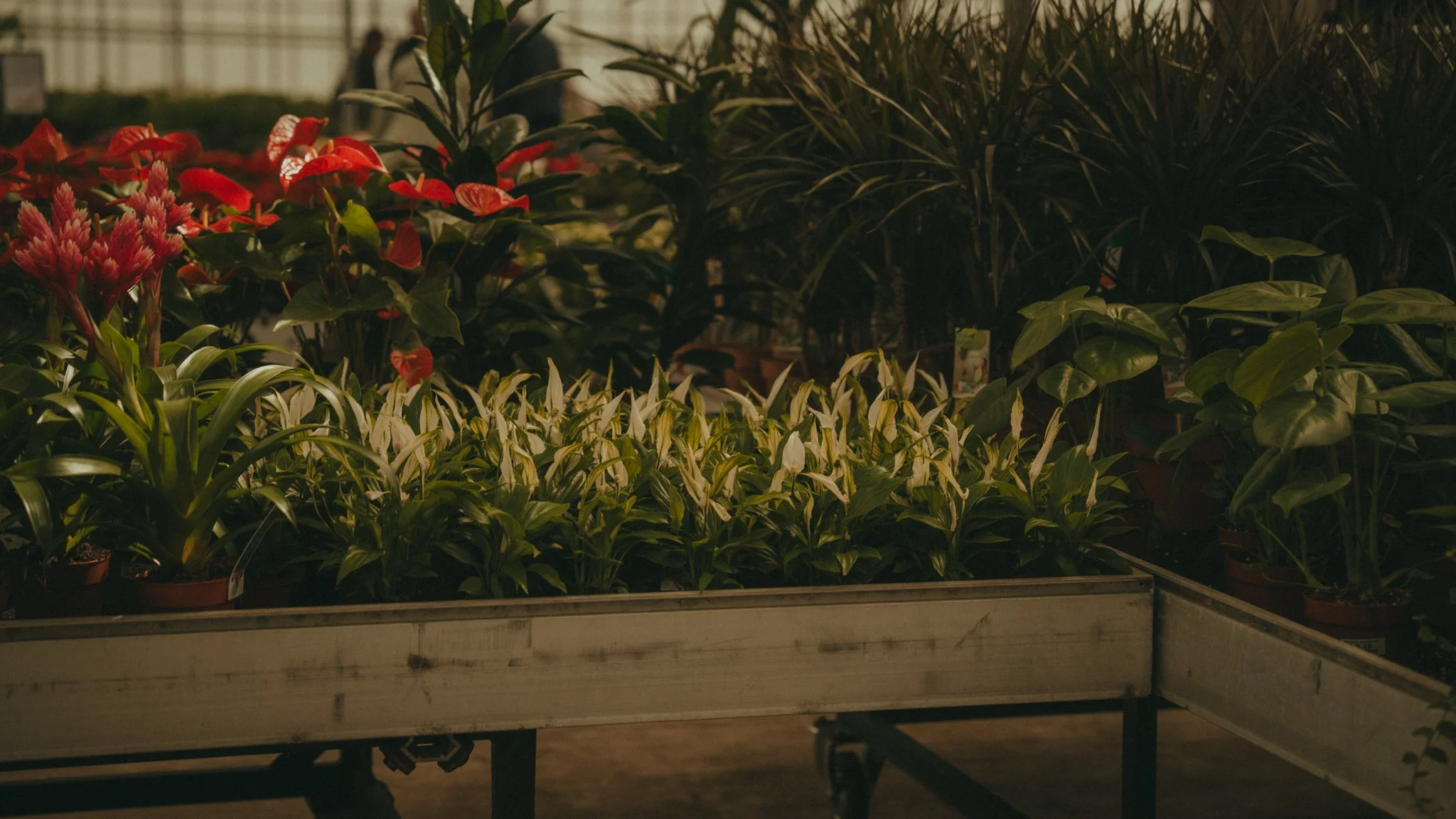 Plants with red and pink flowers in a display at a nursery or garden center at night.